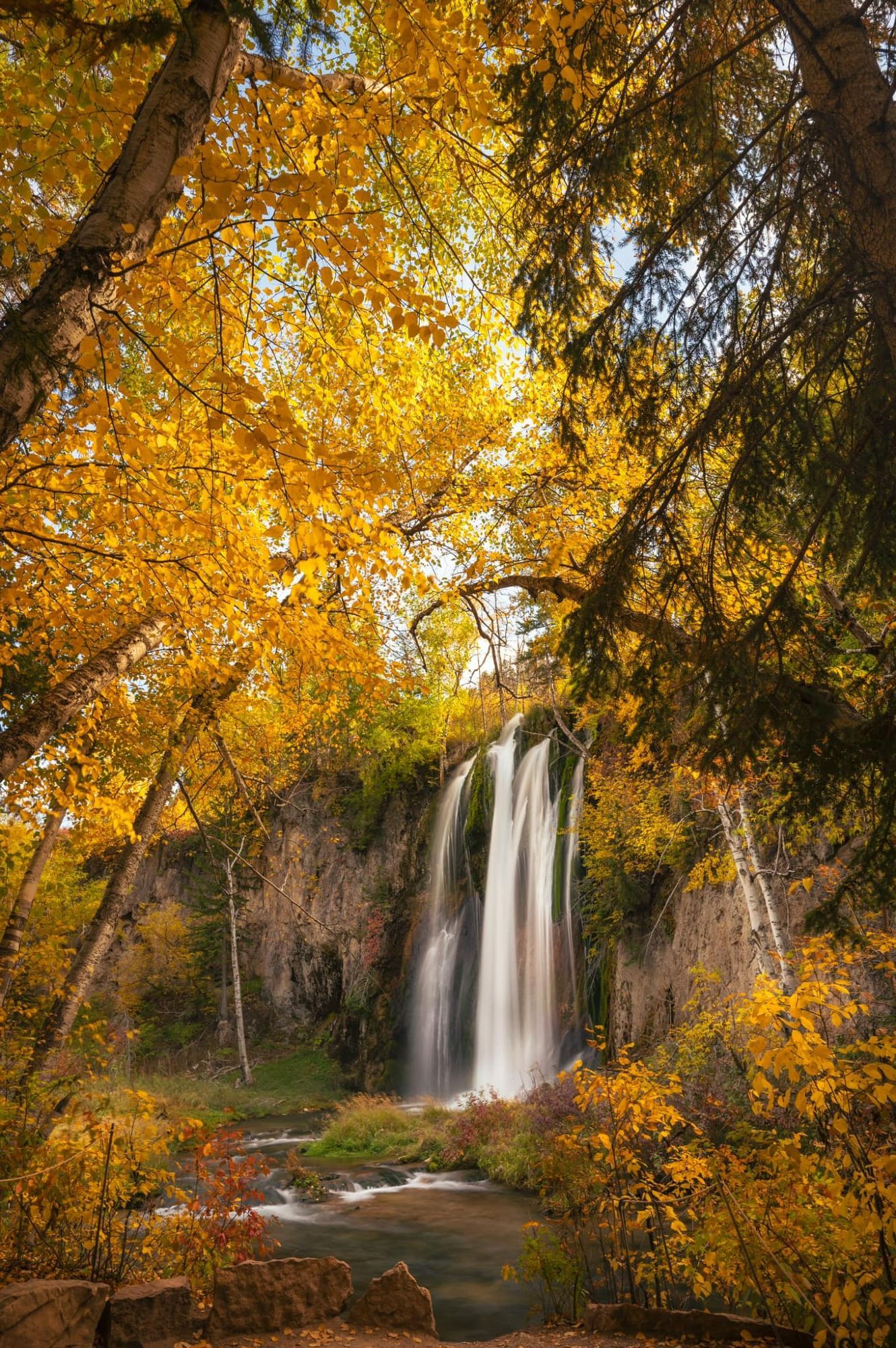 Spearfish Falls in Spearfish Canyon in the Black Hills, framed by vibrant golden fall foliage.