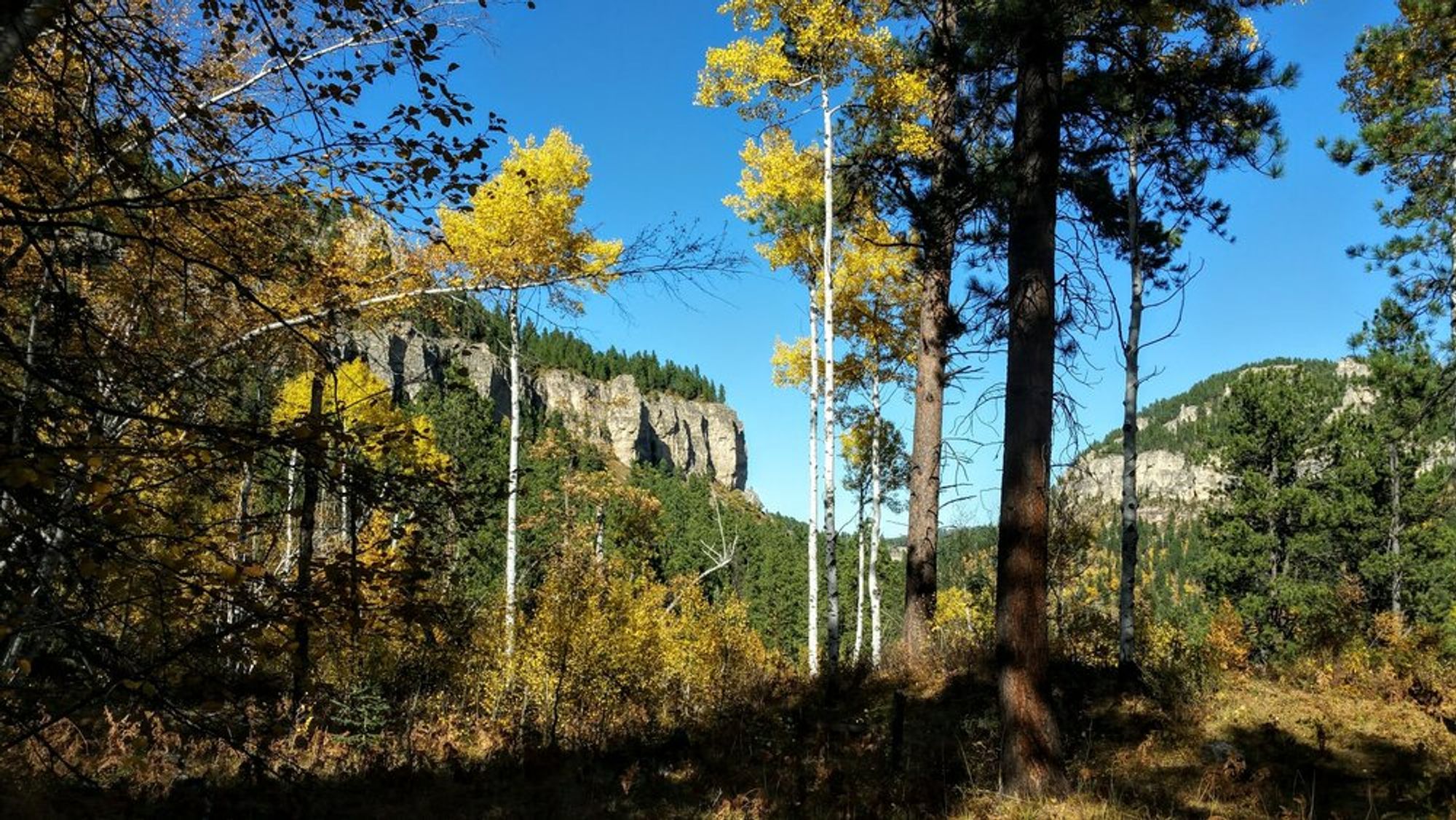 A photograph of Spearfish Canyon in the Black Hills in autumn, viewing towering limestone bluffs through a patch of ponderosa pine and what appear to be birch or aspens (sorry I'm terrible at telling trees apart).