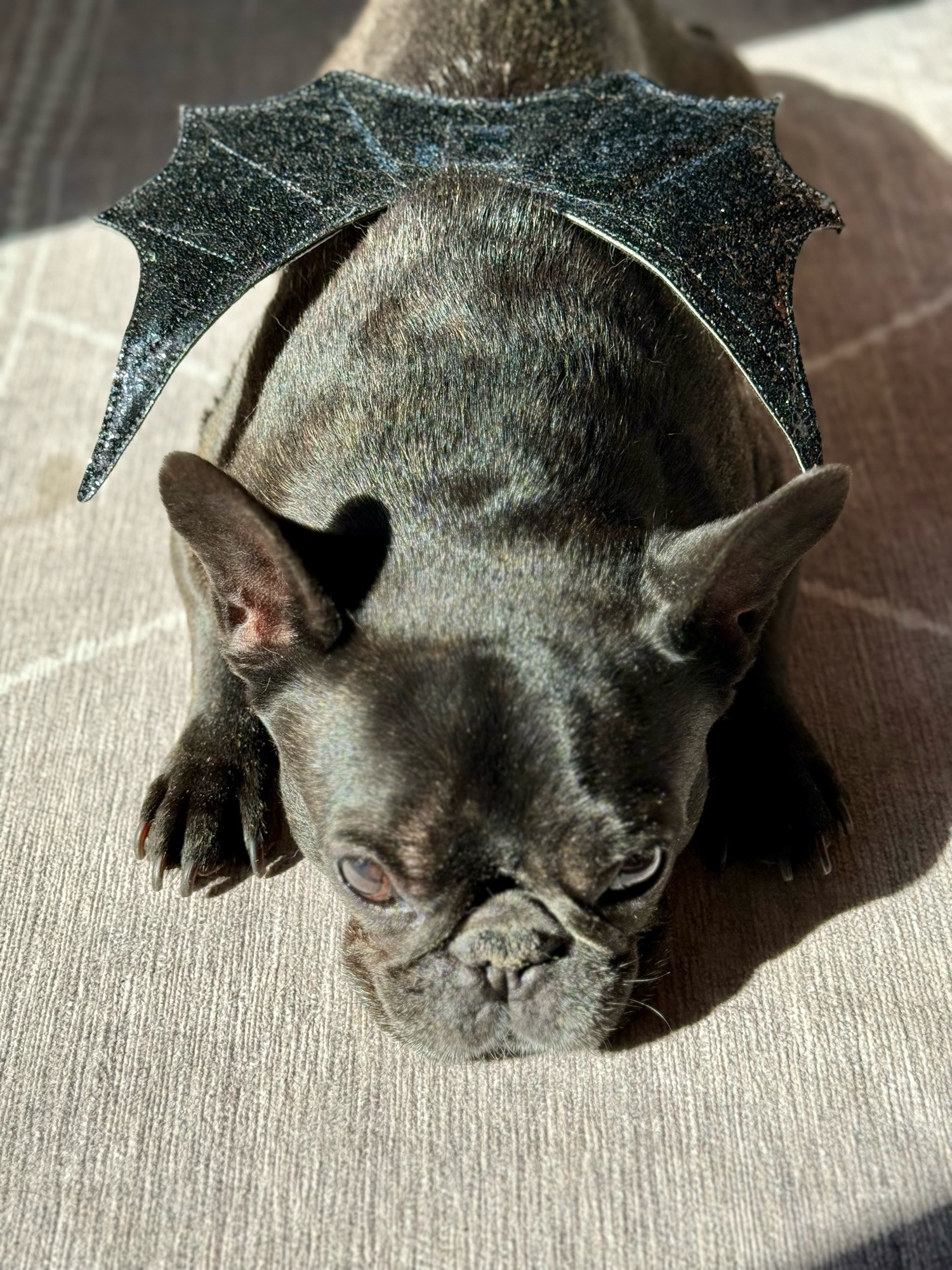 A French Bulldog sunbathing while wearing a pair of shimmery bat wings 