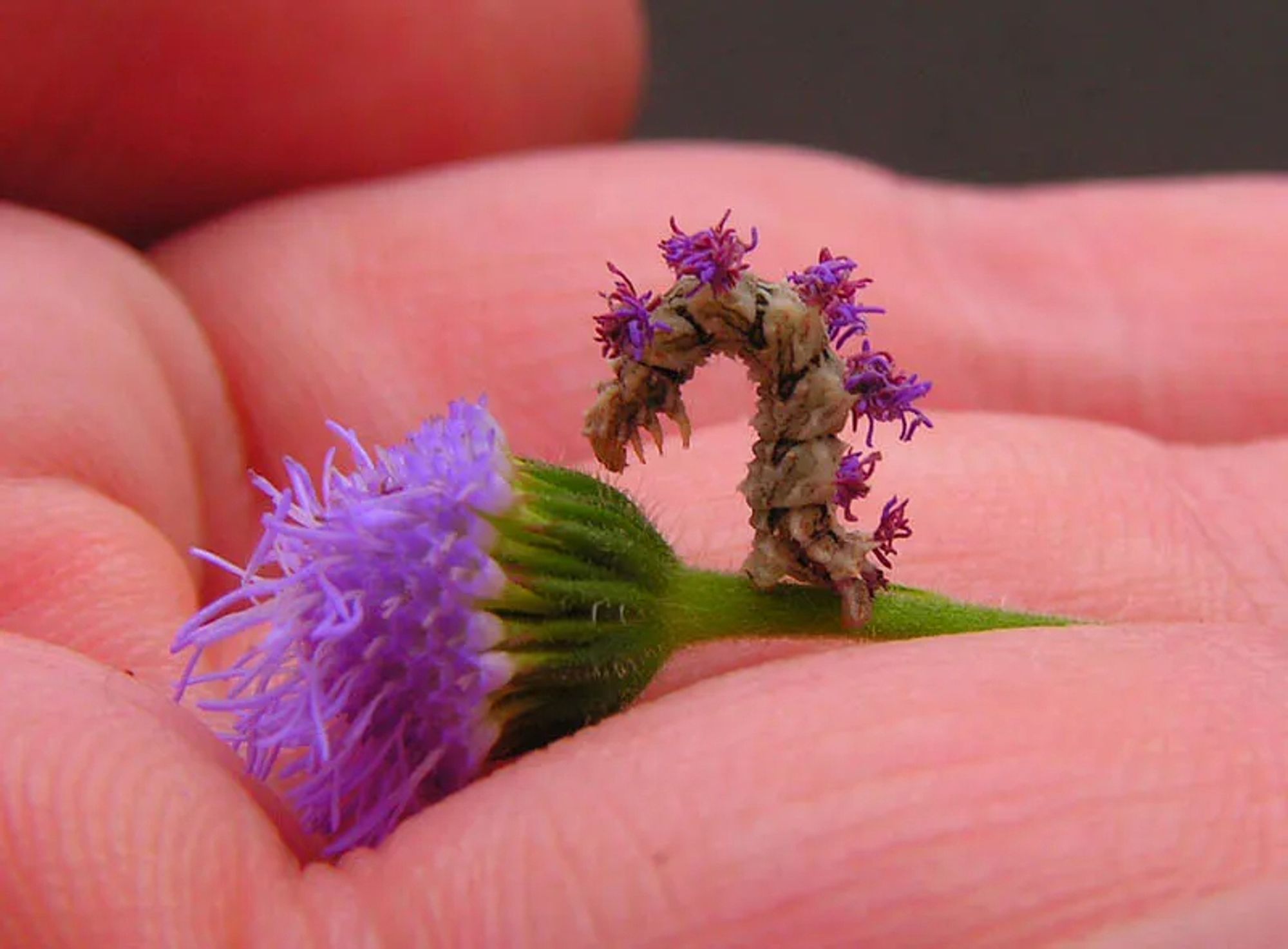 Uma mão humana com uma flor roxa entre os dedos e uma pequena lagarta sobre a flor. A lagarta é marrom e muito pequena. Ela tem fiapos da flor grudados em seu corpo.