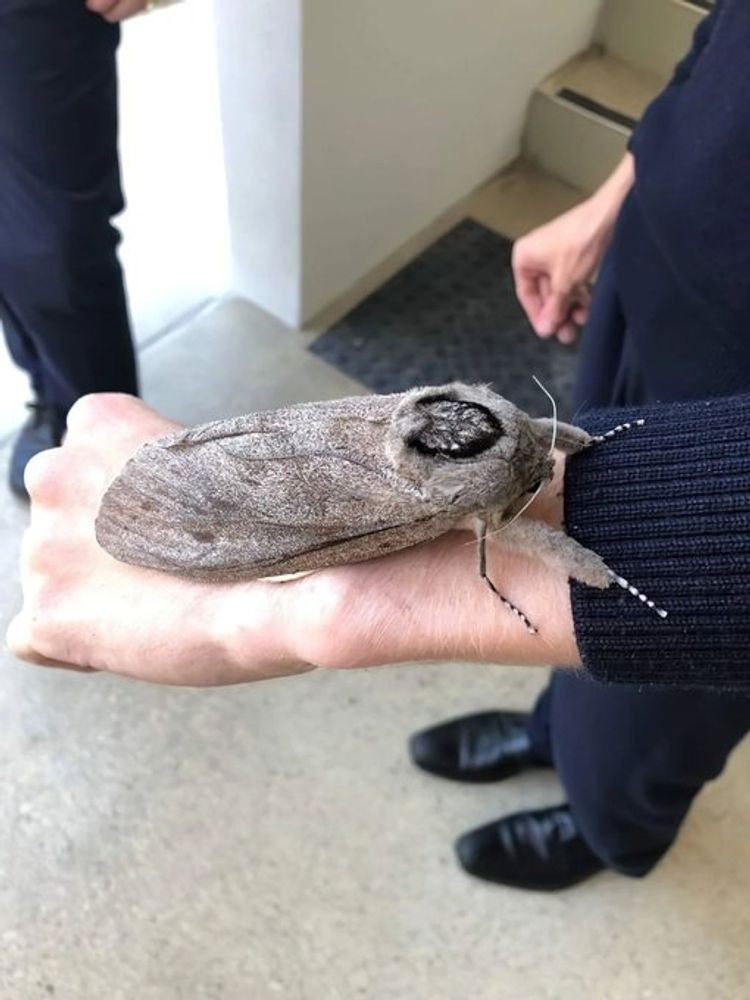 Uma grande mariposa cinza pousada de asas fechadas na mão de uma pessoa. 