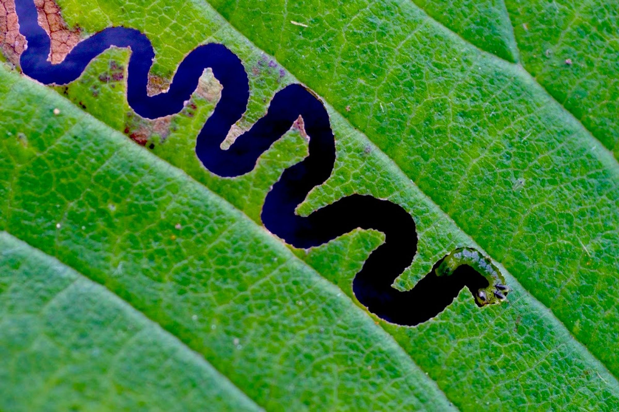 Uma peque larva abriu um caminho com curvas se alimentando em uma folha verde.