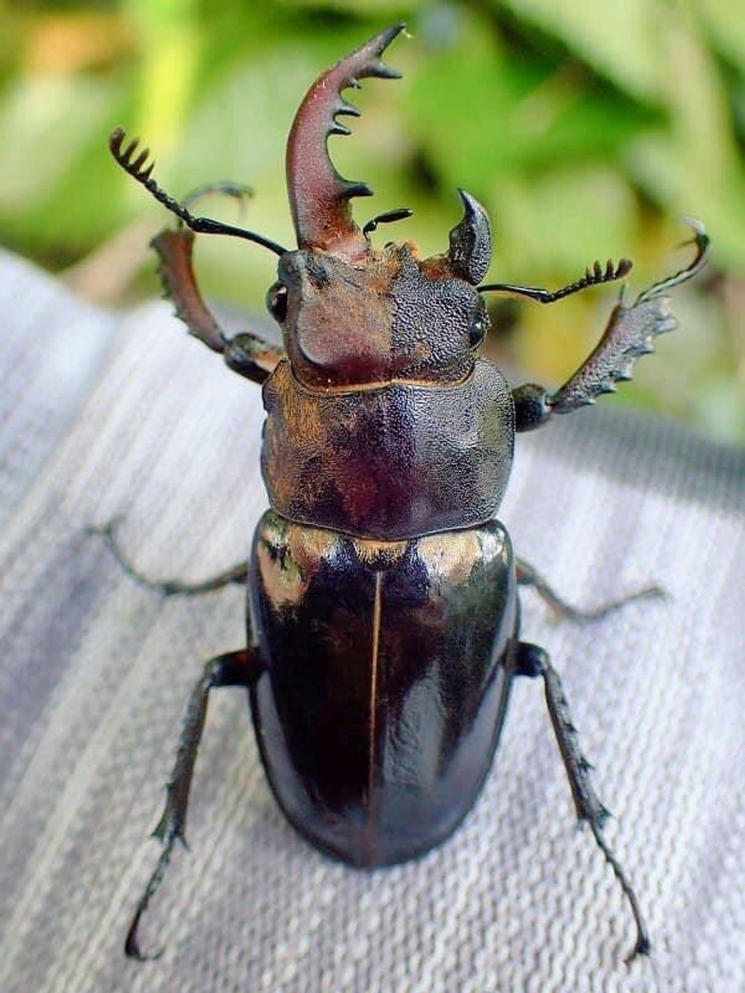 Um besouro marrom sentado com as duas pernas numa superfície de pano, e o outro par de pernas levantados, ele tem um lado da cabeça um pouco maior, com uma grande mandíbula, parecendo um chifre, do outro lado, a mandíbula é pequena, parece uma garra. 