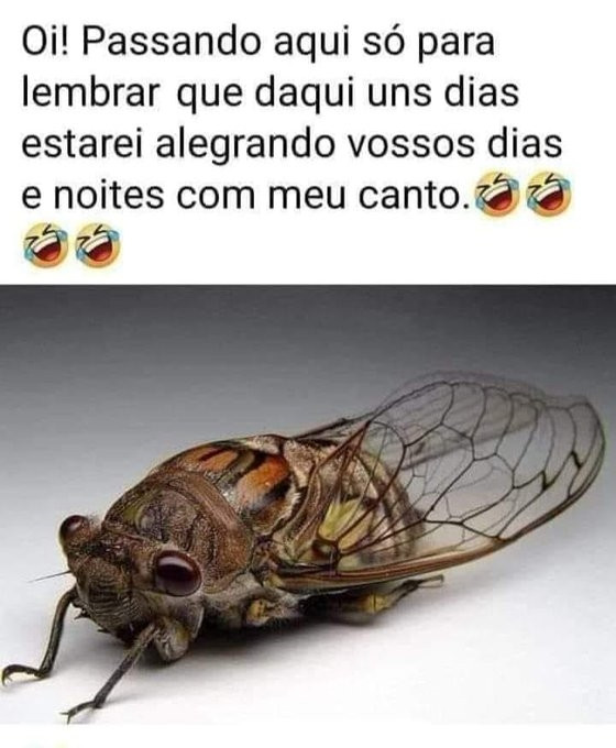 Uma cigarra linda. Acima está escrito: Oi! Passando só para lembra que daqui uns dias estarei alegrando vossos dias e noites com meu canto. 4 emojis de risada.