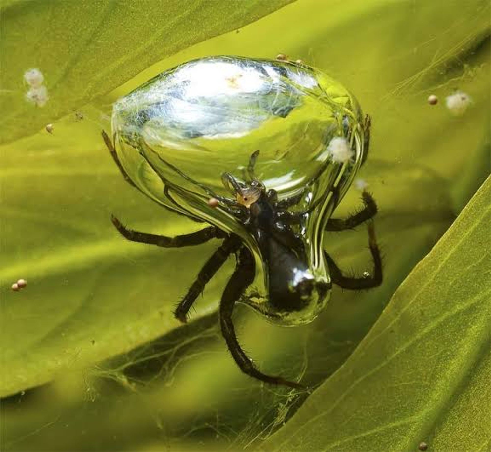 Uma aranha dentro de uma bolha de ar.