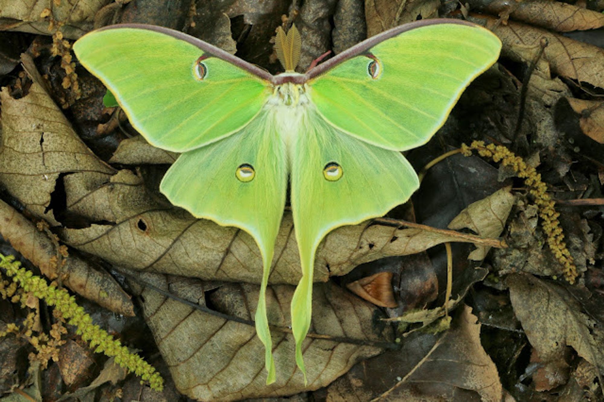 Mariposa verde claro, pousada no solo sobre folhas secas e com as asas abertas. Ela tem duas extensões nas asas posteriores que parecem caudas, e dois pontos no centro das asas posteriores, que são falsos olhos.