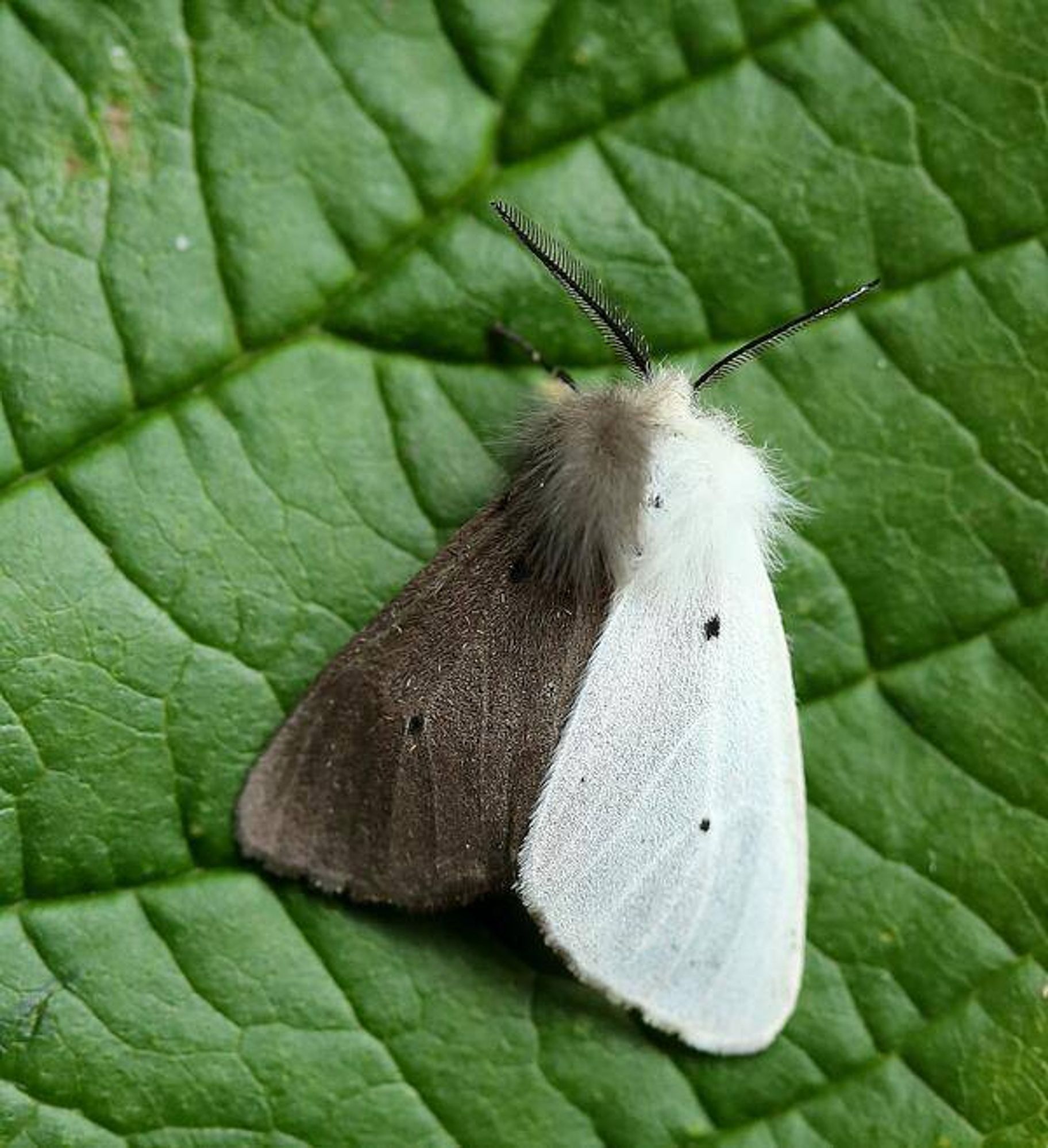 Uma mariposa pousada sobre uma folha verde, metade do seu corpo é preta e a outra metade é branca.