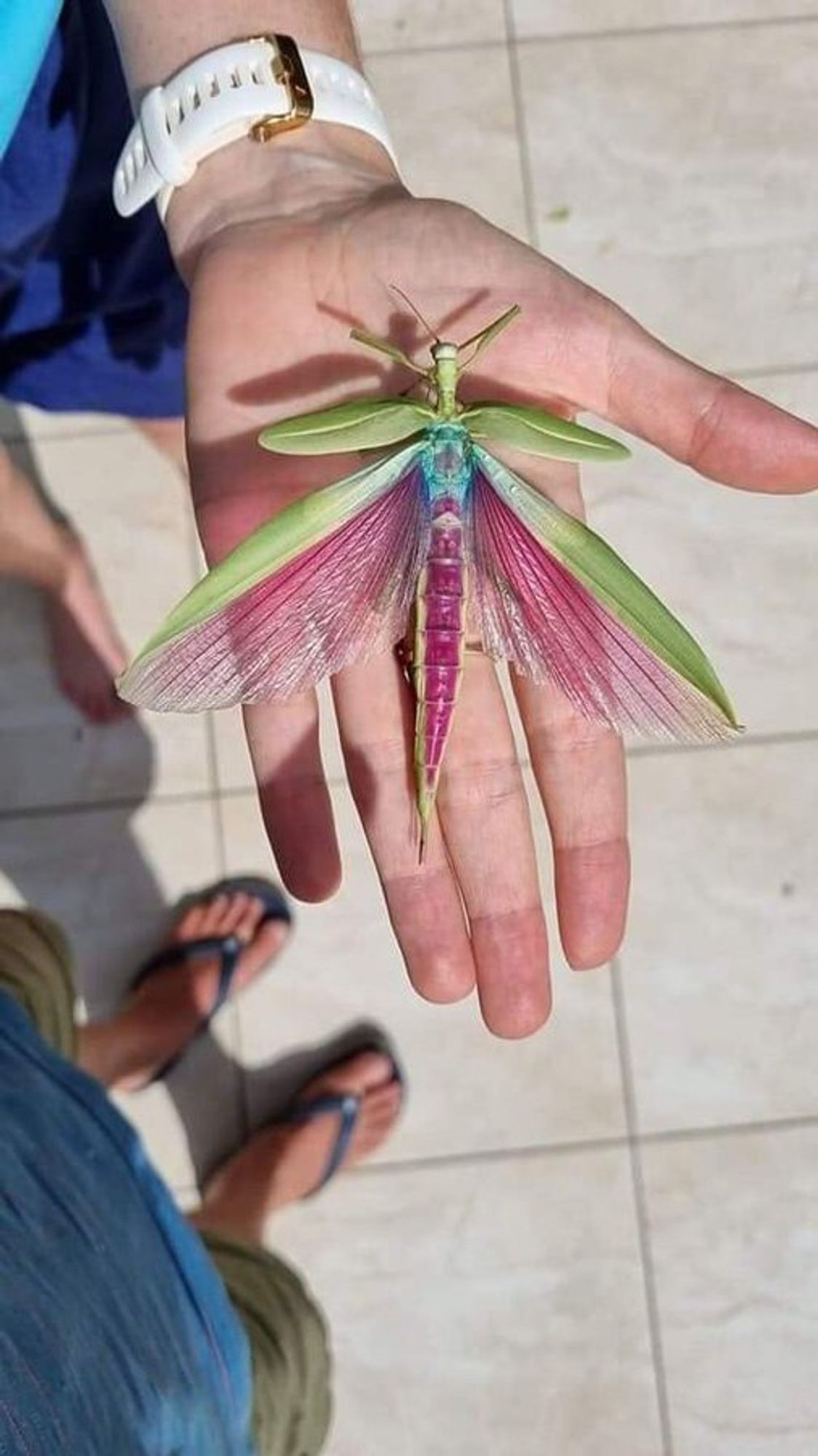 Bicho-pau verde sobre uma mão humana aberta, na palma. Ele é verde e tem uma mancha rosa cobrindo o abdome, horizontalmente. Suas asas estão abertas. O primeiro par de asas é pequeno e verde. O segundo par de asas é bem grande, tem borda verde e uma parte mais fina e delicada, membranosa, de cor rosa.