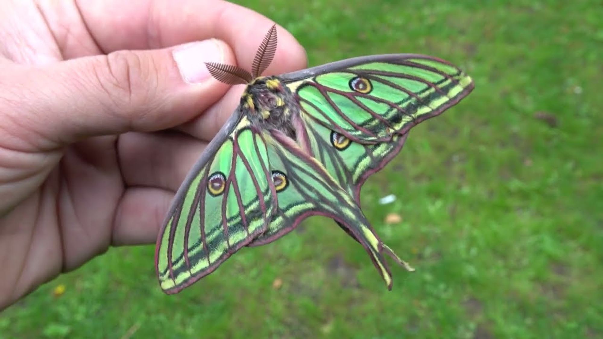 Mariposa verde em uma mão humana, com muitos detalhes em marrom nas asa, riscos verticais. Um circulo pequeno em cada uma das asas, que são marcações que imitam olhos. Ela tem uma pequena cauda e antenas elaboradas, que lembram pentes.