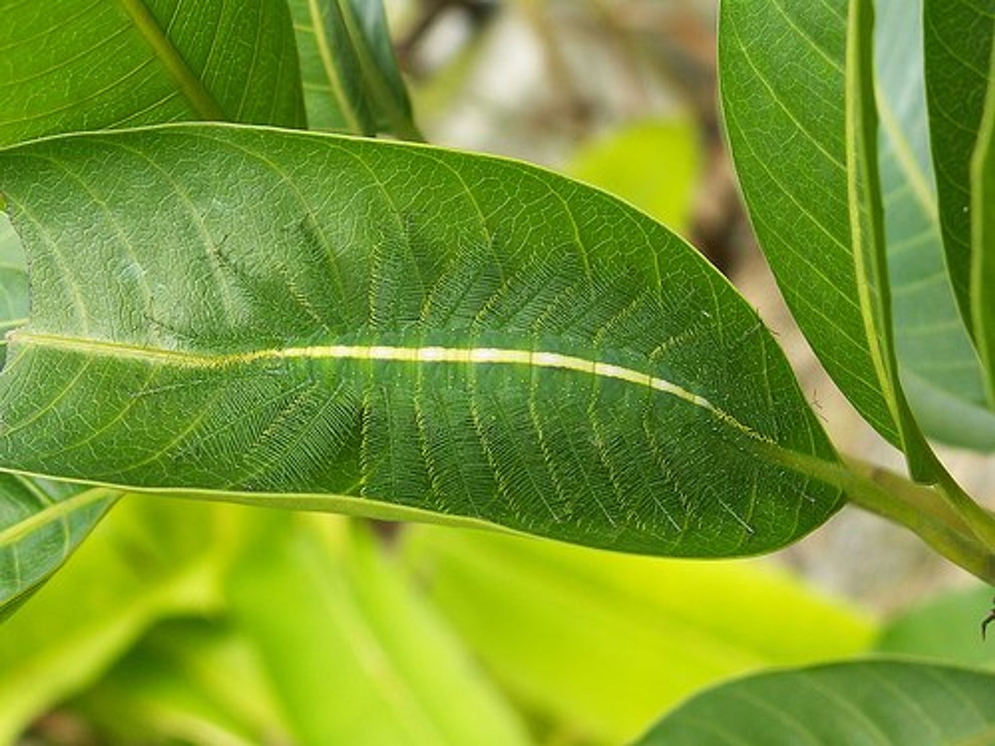 Uma lagarta verde sobre uma folha verde. Ela tem uma listra branca horizontal que percorre todo o corpo e que se alinha quase perfeitamente com a nervura central da folha. A lagarta possui cerdas laterais em forma de espinhos.