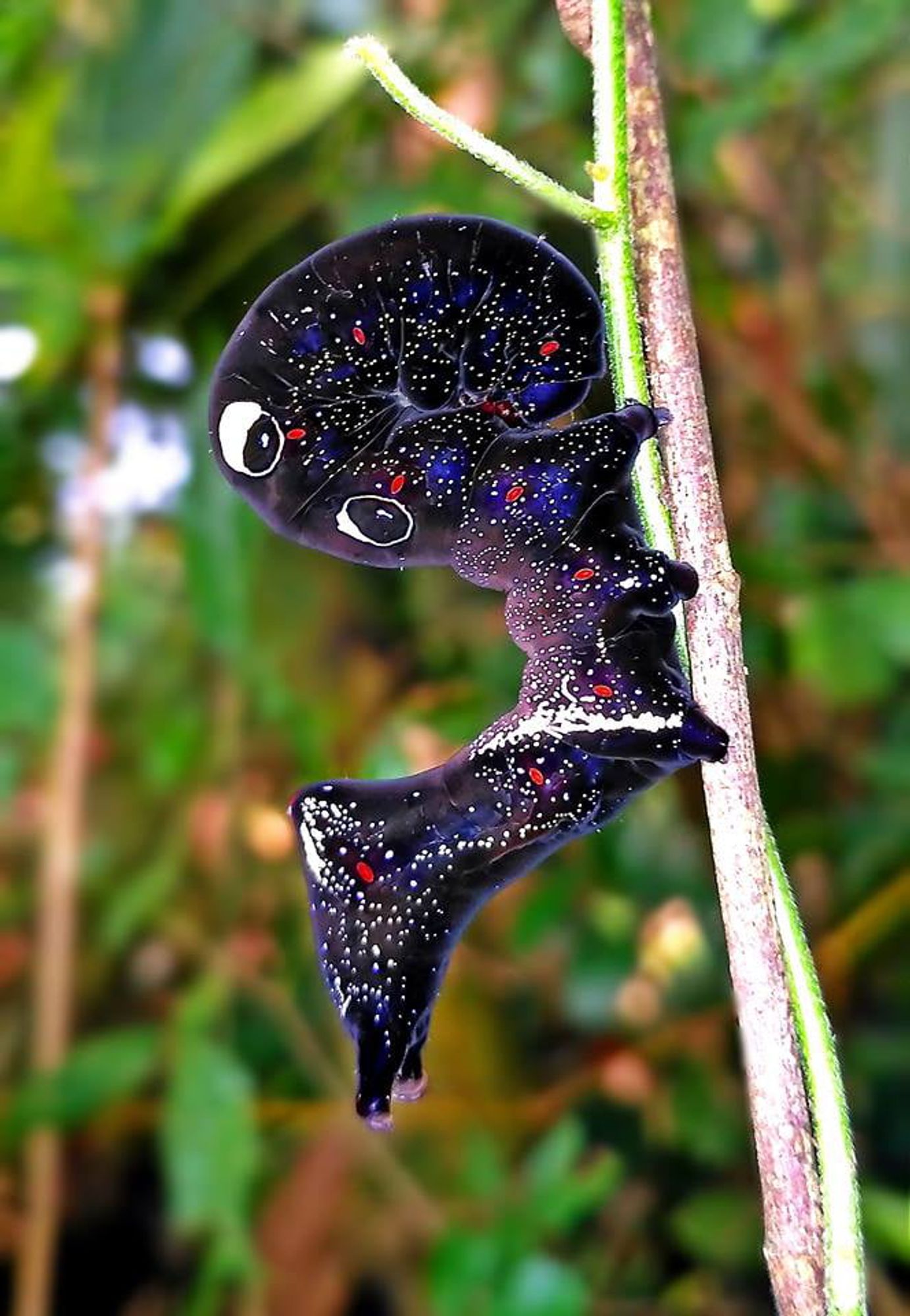 Uma lagarta segurando em um galho. Ela é preta com tons de azul e roxo. Tem vários pontinhos brancos pelo corpo, parecendo uma galáxia. Ela está com a cabeça voltada para dentro e possui dois falsos olhos, um embaixo do outro, basicamente um circulo branco com uma mancha preta no centro, na região um pouco depois da cabeça.