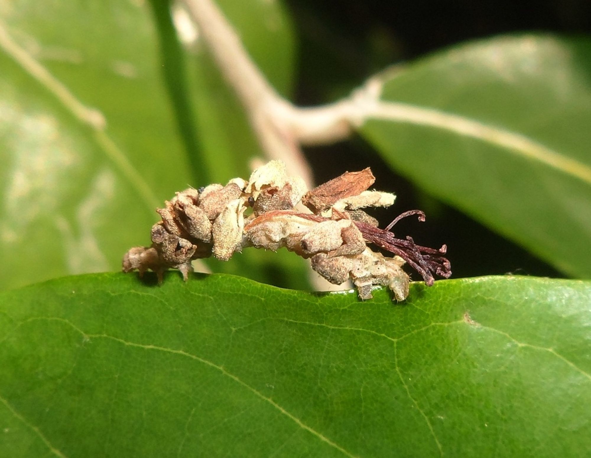 Uma lagarta de mariposa sobre uma folha verde, não dá pra ver o corpo dela, pois ela adicionou pedaços de flores ao corpo.