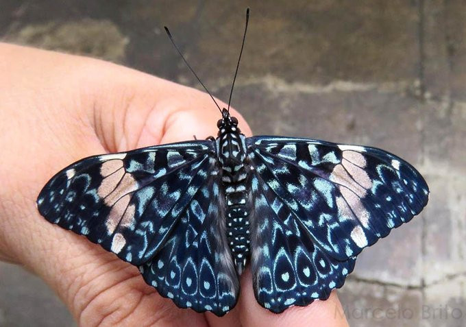 A imagem mostra uma borboleta com asas azuis e pretas iridescentes com manchas brancas. A borboleta está sendo segurada pela mão de uma pessoa branca.