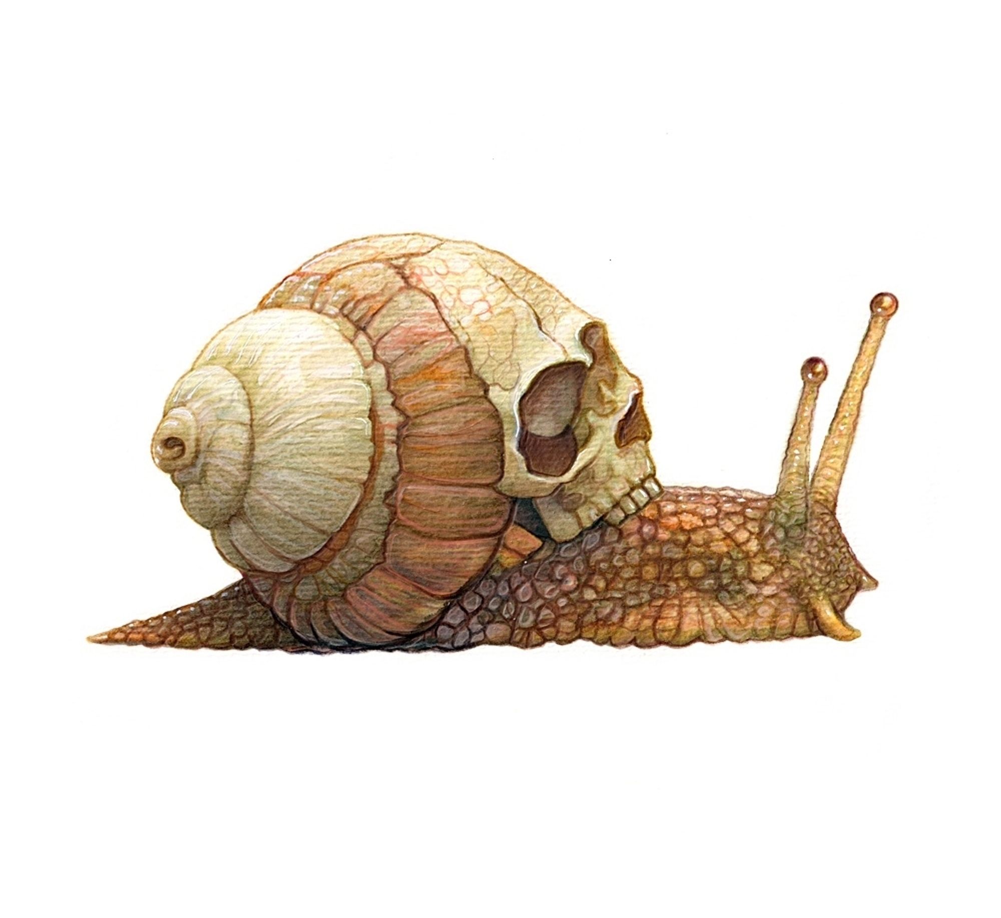 Snail with a skull shell.