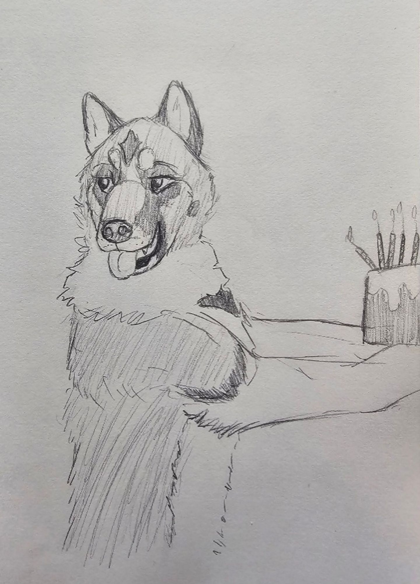 A pencil sketch of an Akita with a cake