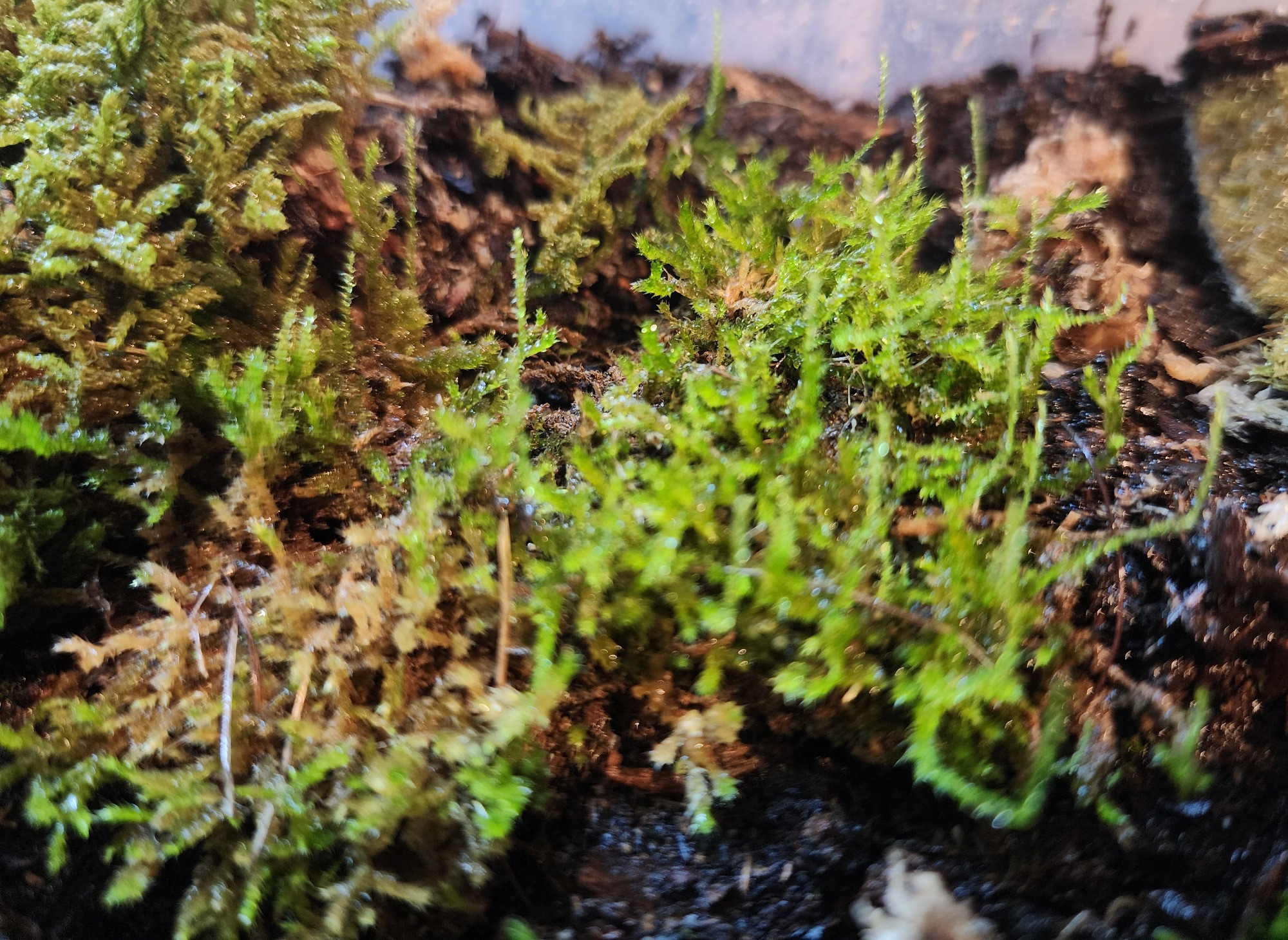 A picture of moss with tiny little sticky-uppy bits all over it