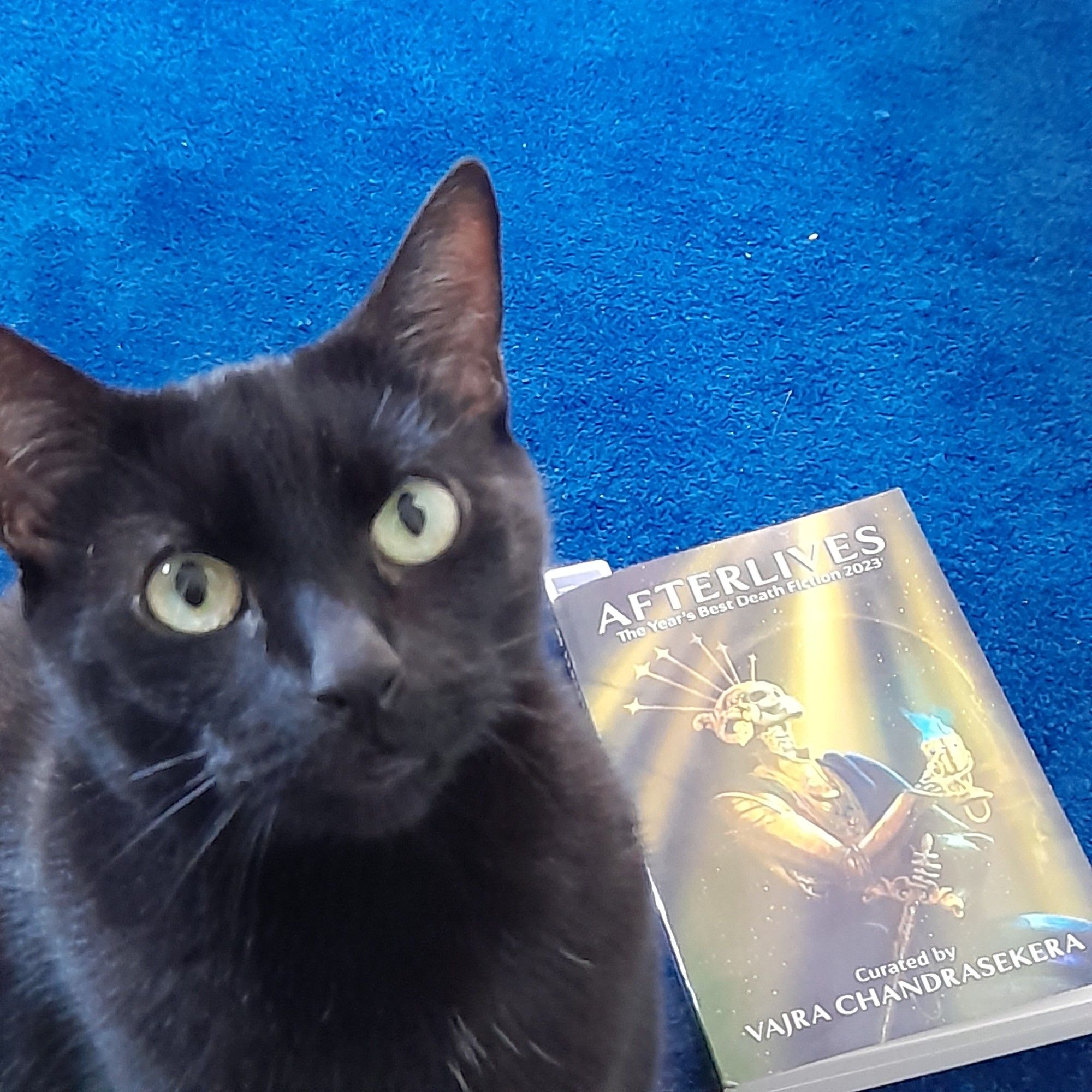 My black cat Loki posing next to a copy of Afterlives. The cover has gold a and blue hues, with an elegantly garbed skeleton wearing a crown and holding a flaming goblet.