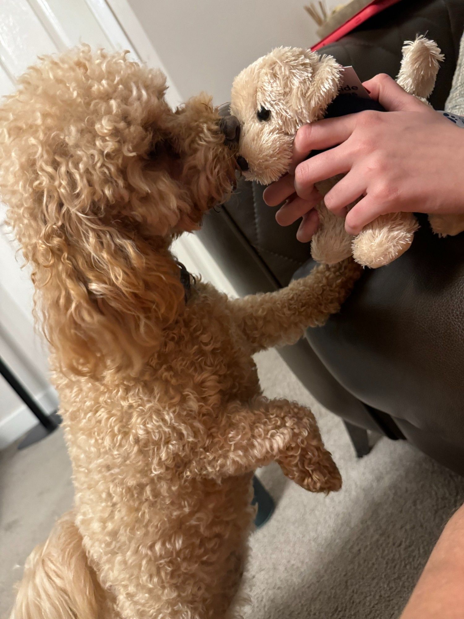 Our little poochon maple is stood on her hind legs sniffing a light haired guide dog cuddly toy.