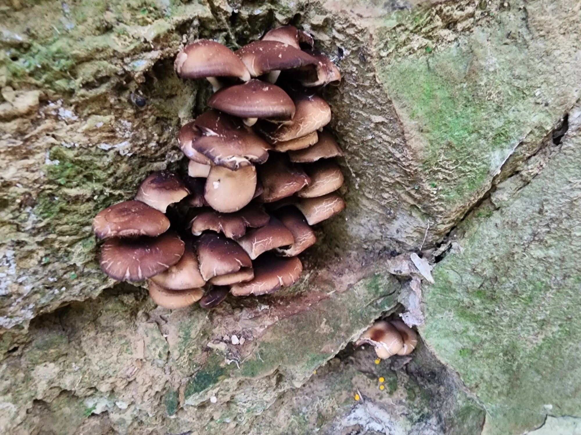 Cluster of brown mushrooms growing on tree trunk