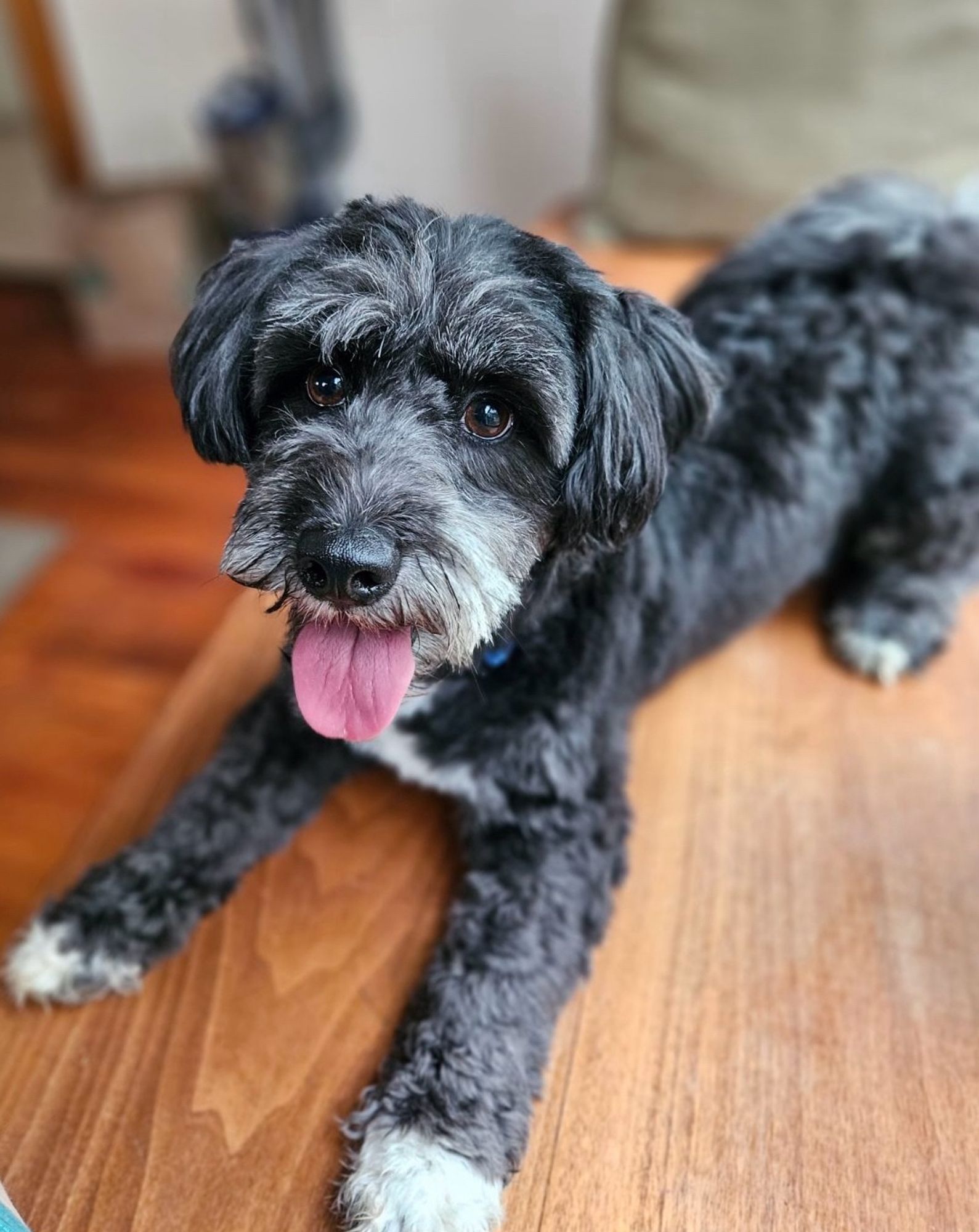 A small furry black dog with white feet, a white chest, and white/gray muzzle grins at you with a big tongue blep