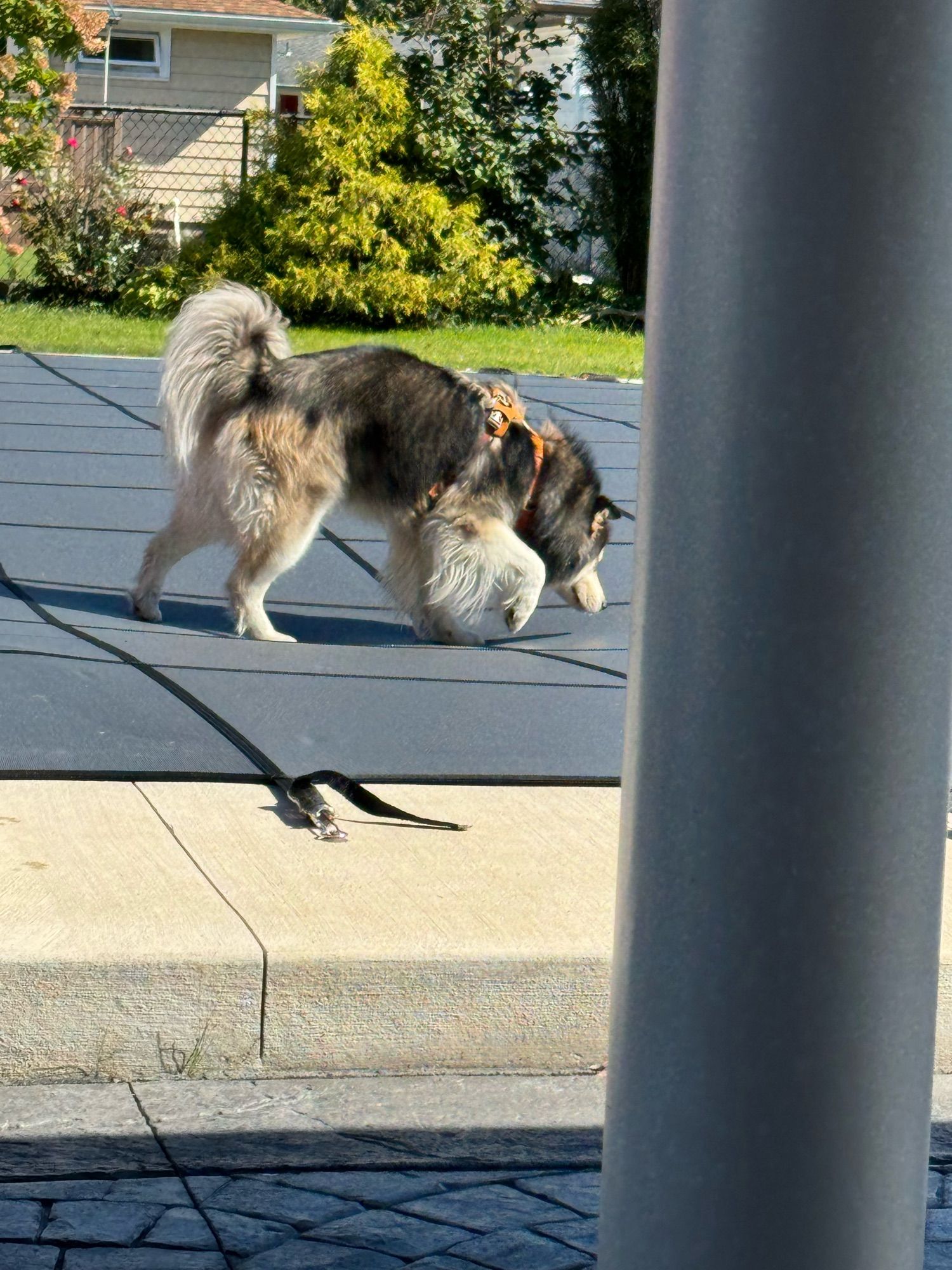 Percy, who is a Pomsky, sniffing his way across the pool cover.