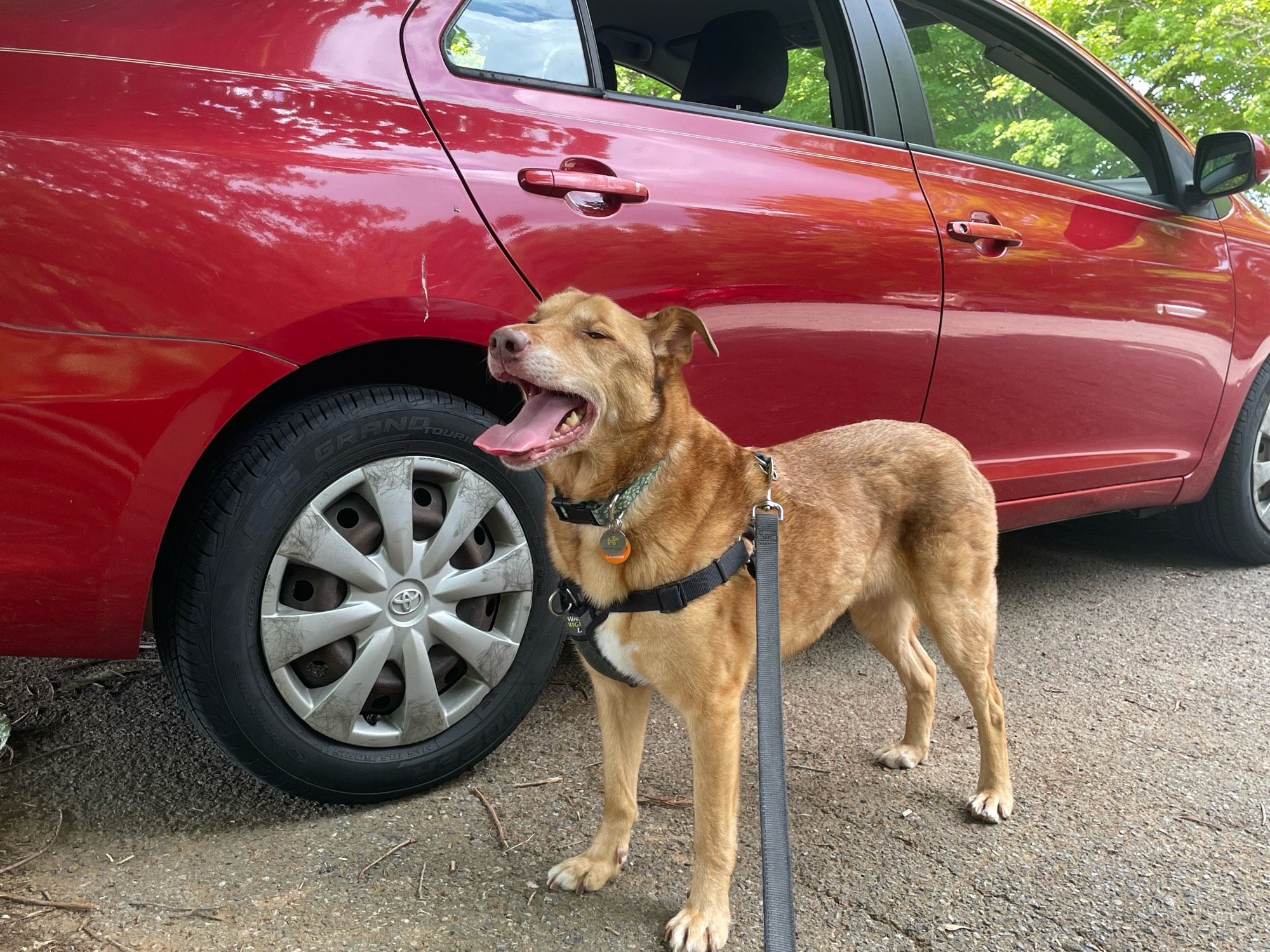 A very hot Australian Shepherd panting hard while standing in front of a red car. (His travel water bowl is just out of frame.)