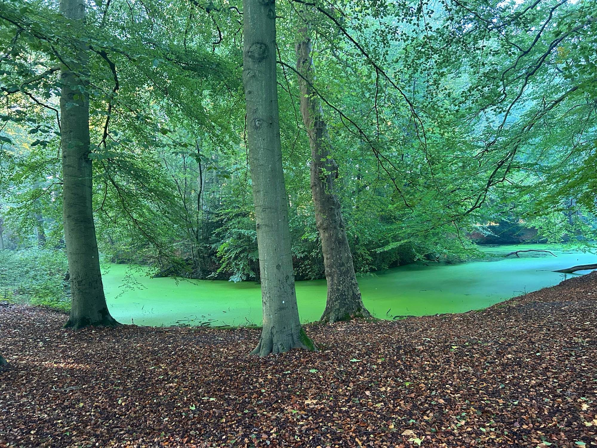 Meanderende sloot in het beukenbos die bijna lichtgevend groen uitslaat in het ochtendlicht. Bijna een buitenaards aandoend schouwspel.