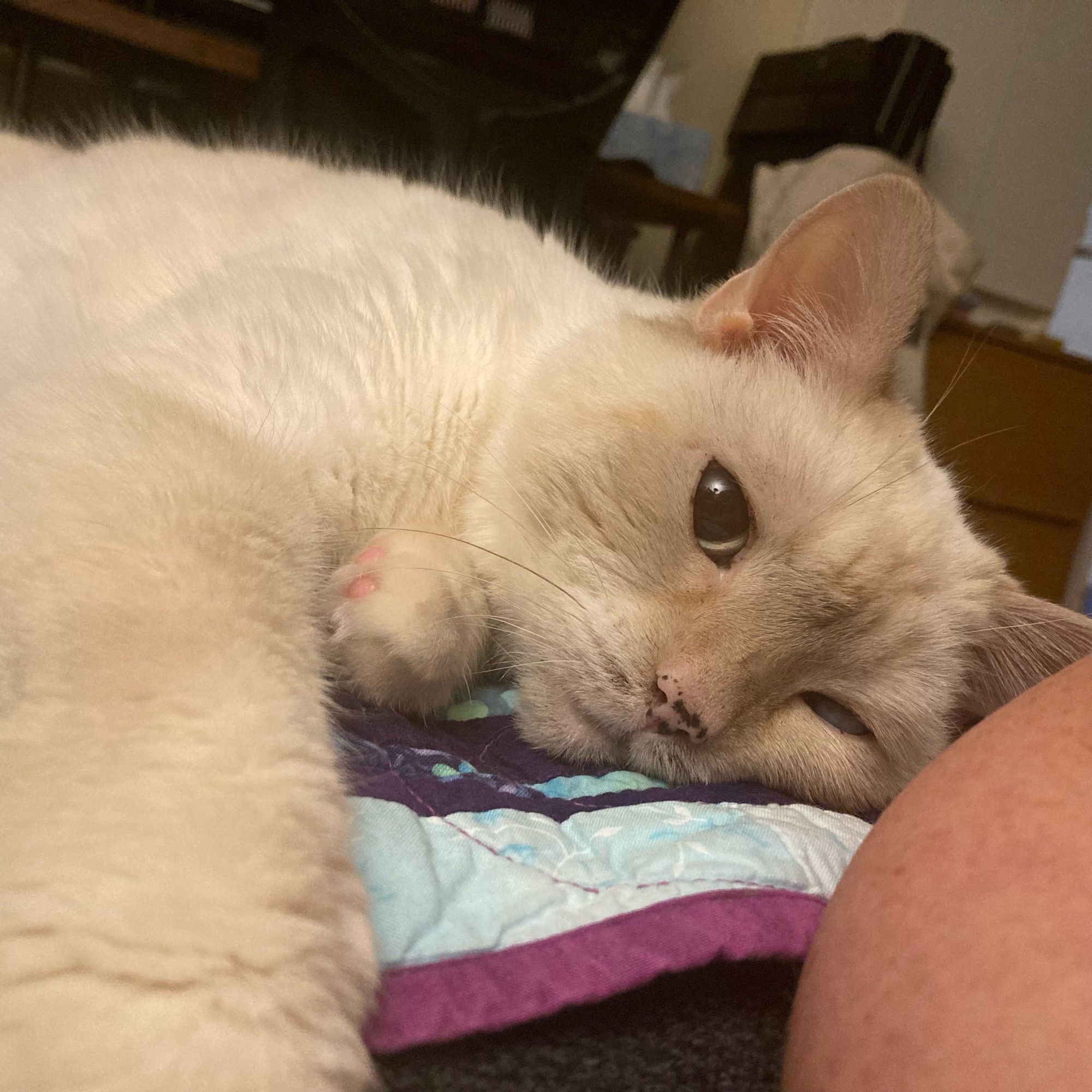 Beige cat laying on its side and looking at camera, left paw under chin and right arm extended towards camera, human knee in right of photo.