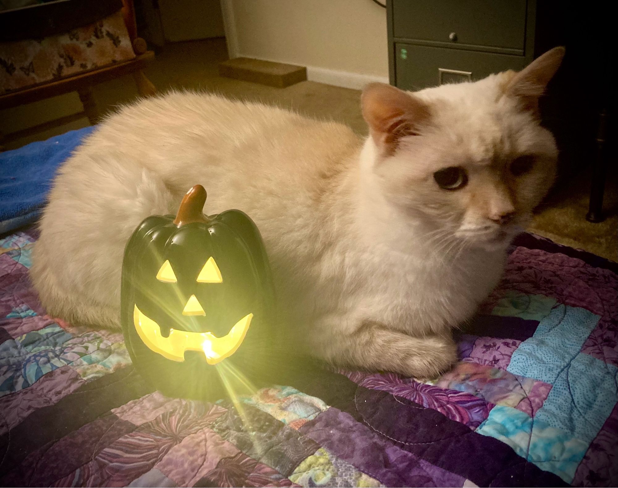 Beige cat sitting on purple/blue quilt, with a glowing black ceramic jack-o-lantern in front of her.