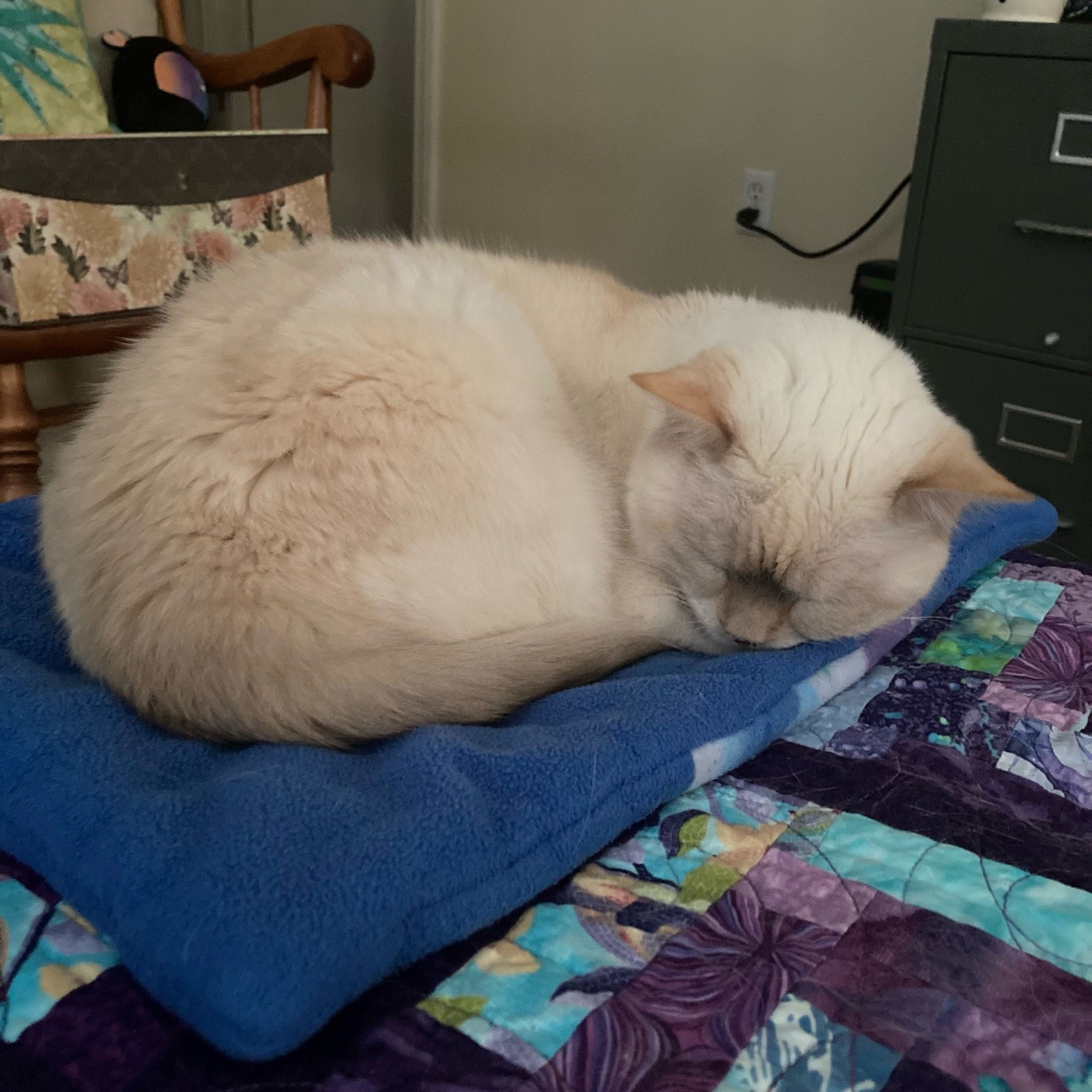 Beige cat curled up neatly and sleeping on a blue mat sitting on top of a purple quilt.