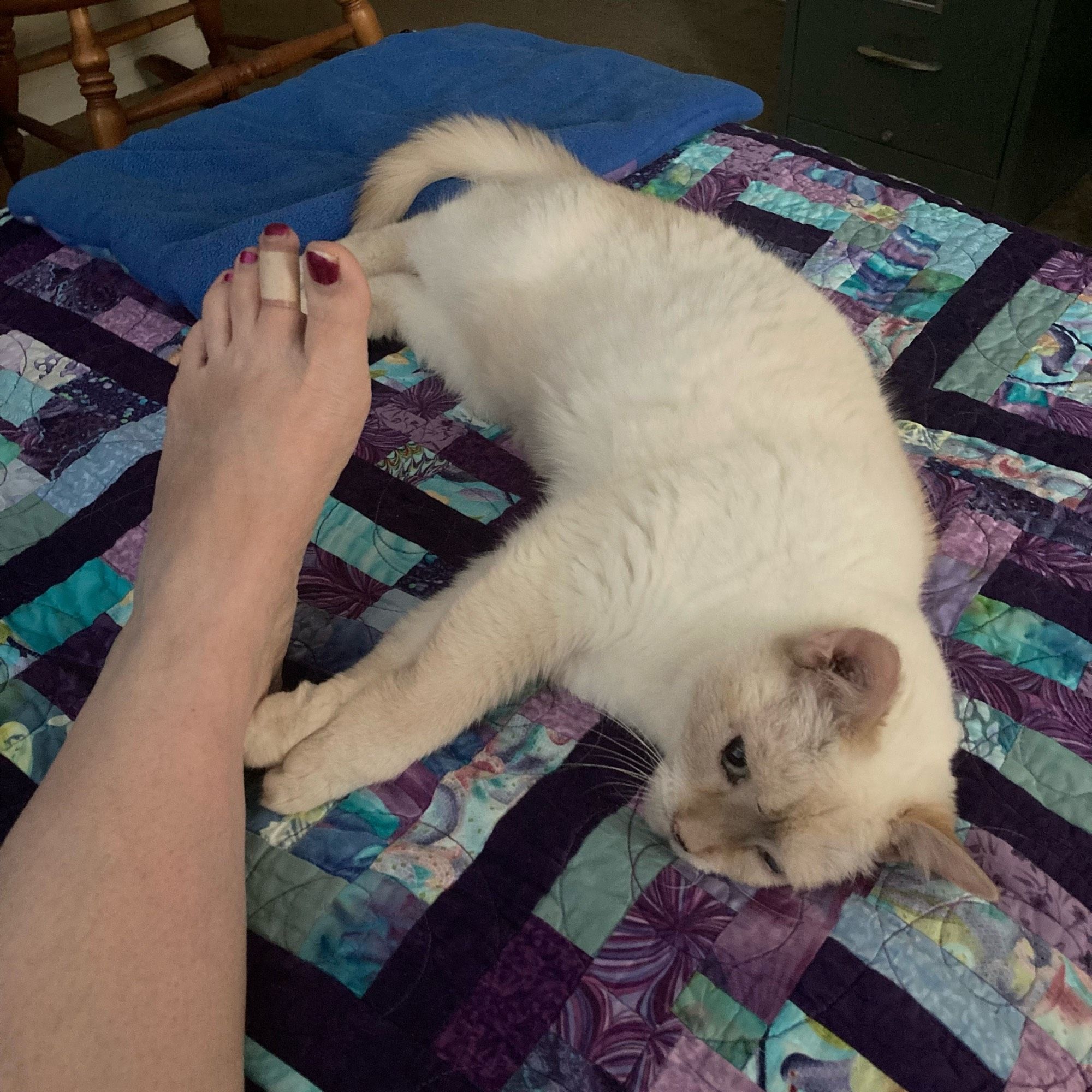 Beige cat on purple quilt, lying on her side. Front feet reaching out to human foot/leg.