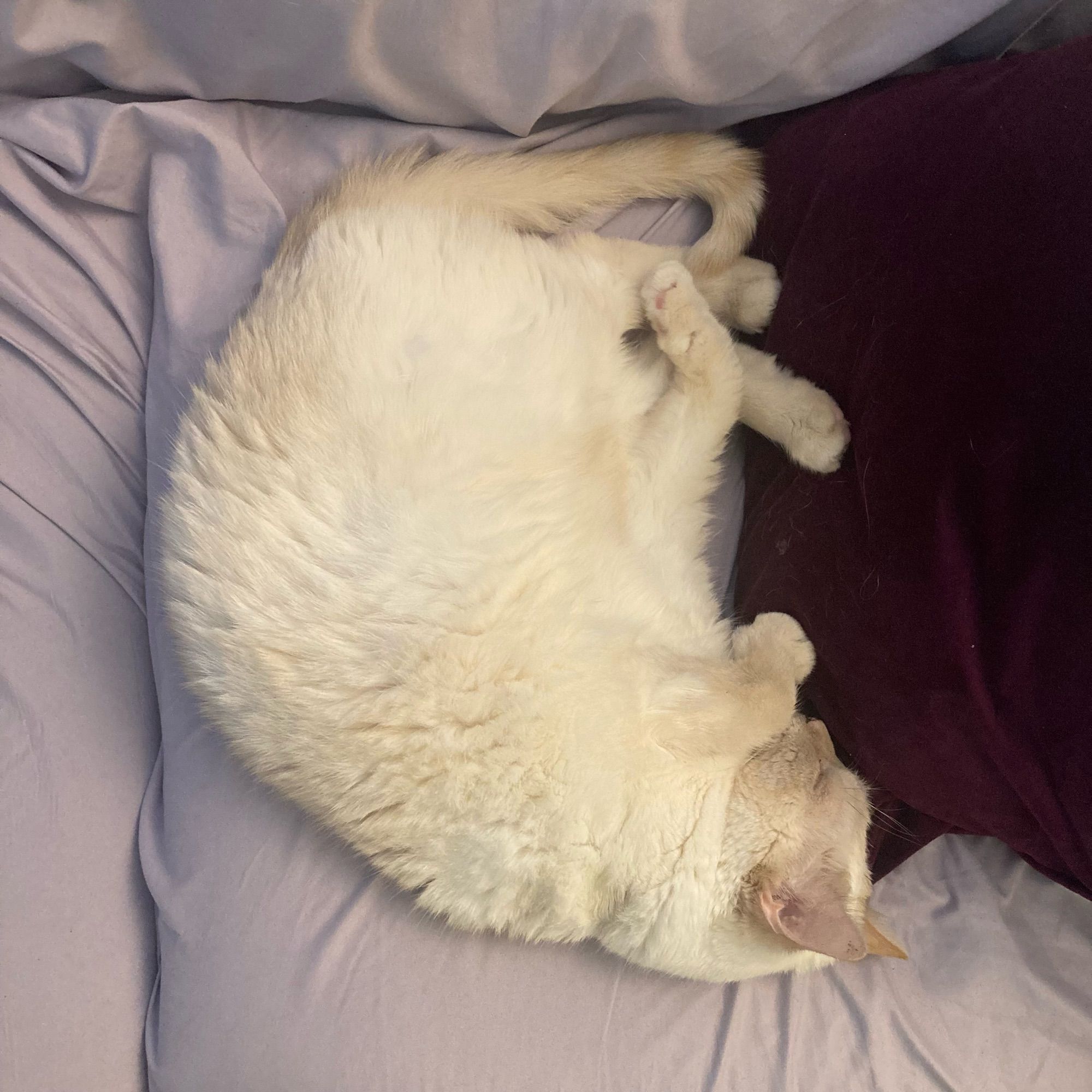 Beige cat curled up (head towards the bottom) for a nap on a light purple sheet, with a dark purple pillow on the right.