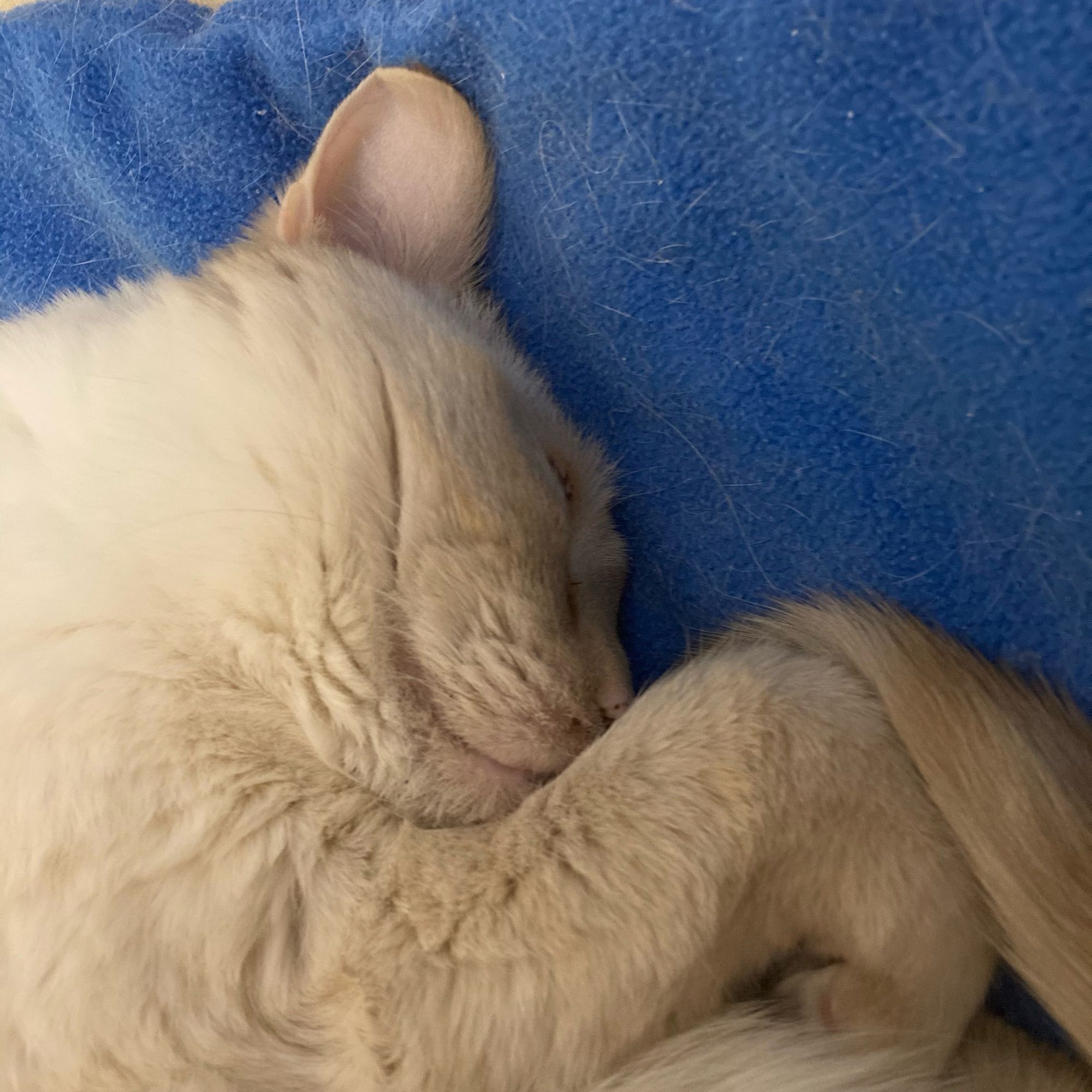 Head and right leg of a beige cat (some tail too), asleep on a blue mat.