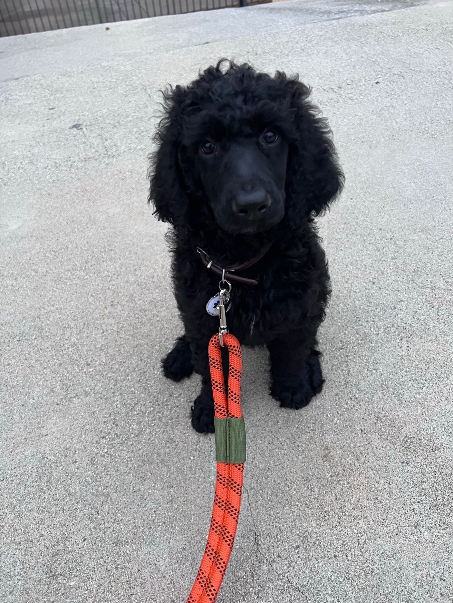 A photo of a black standard poodle puppy.