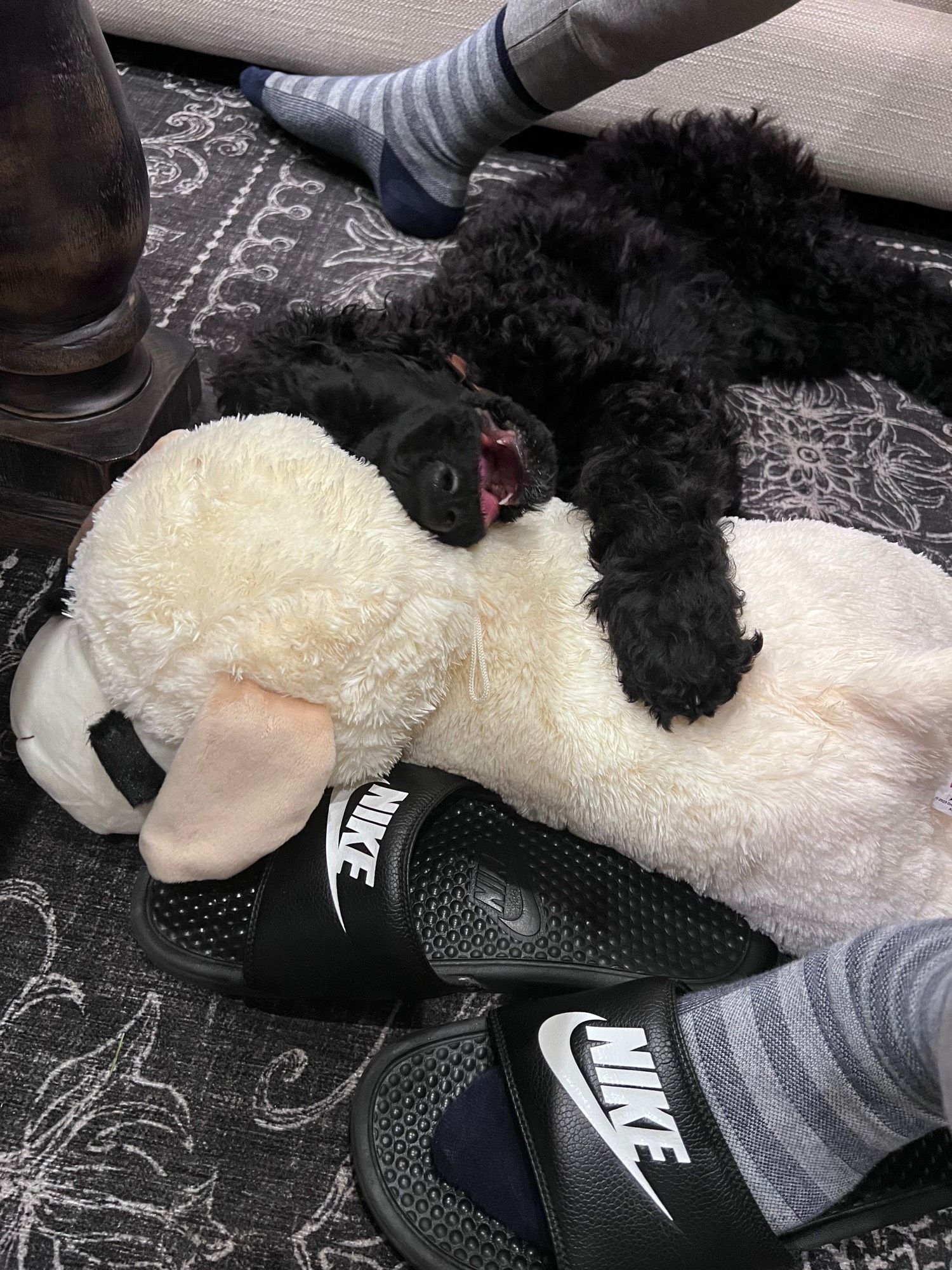 A standard poodle puppy laying on top of a Lamb Chop toy. The poodle’s mouth is open in excitement.