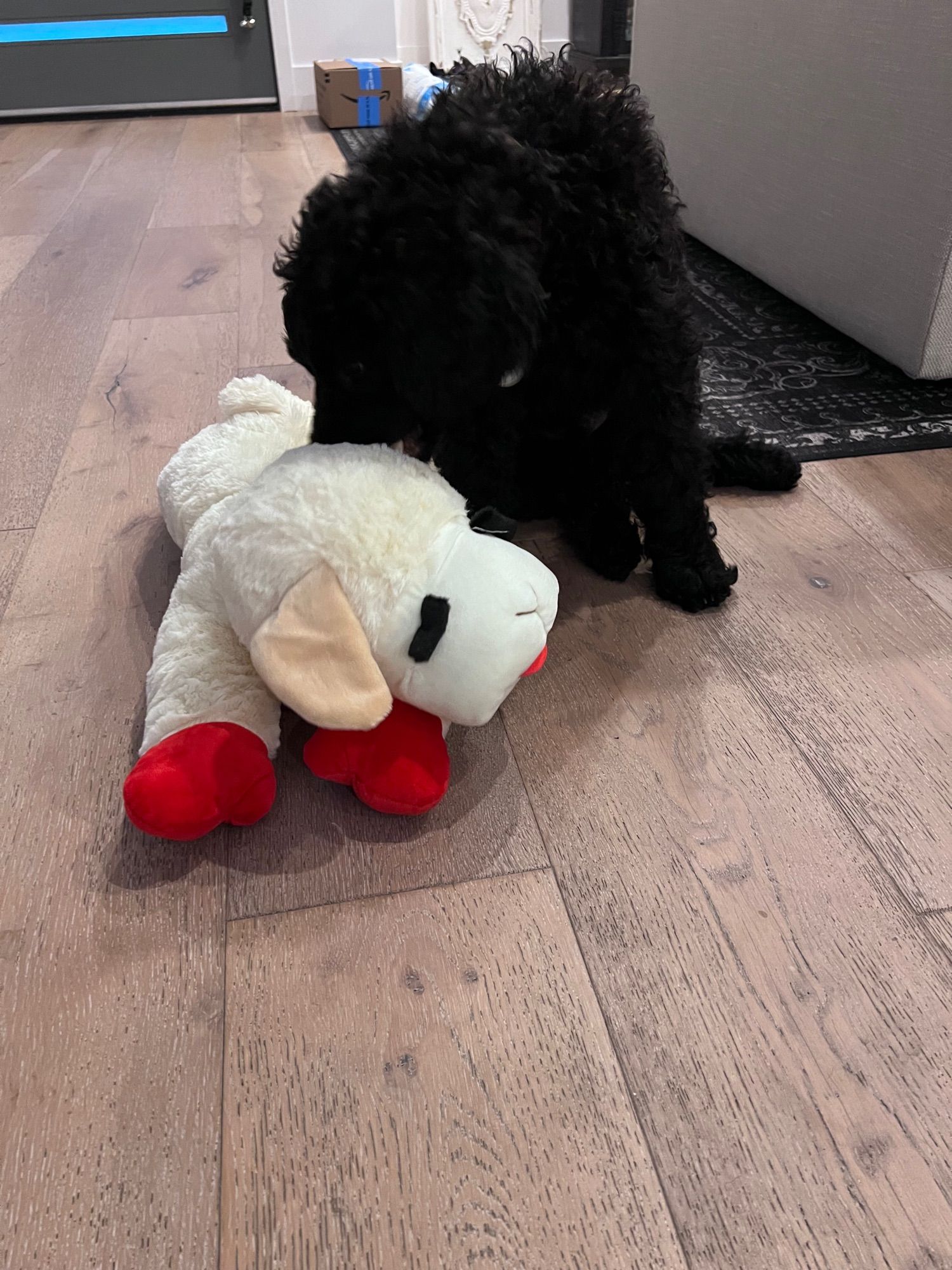 A Standard Poodle puppy is sniffing a Lamb Chop toy.