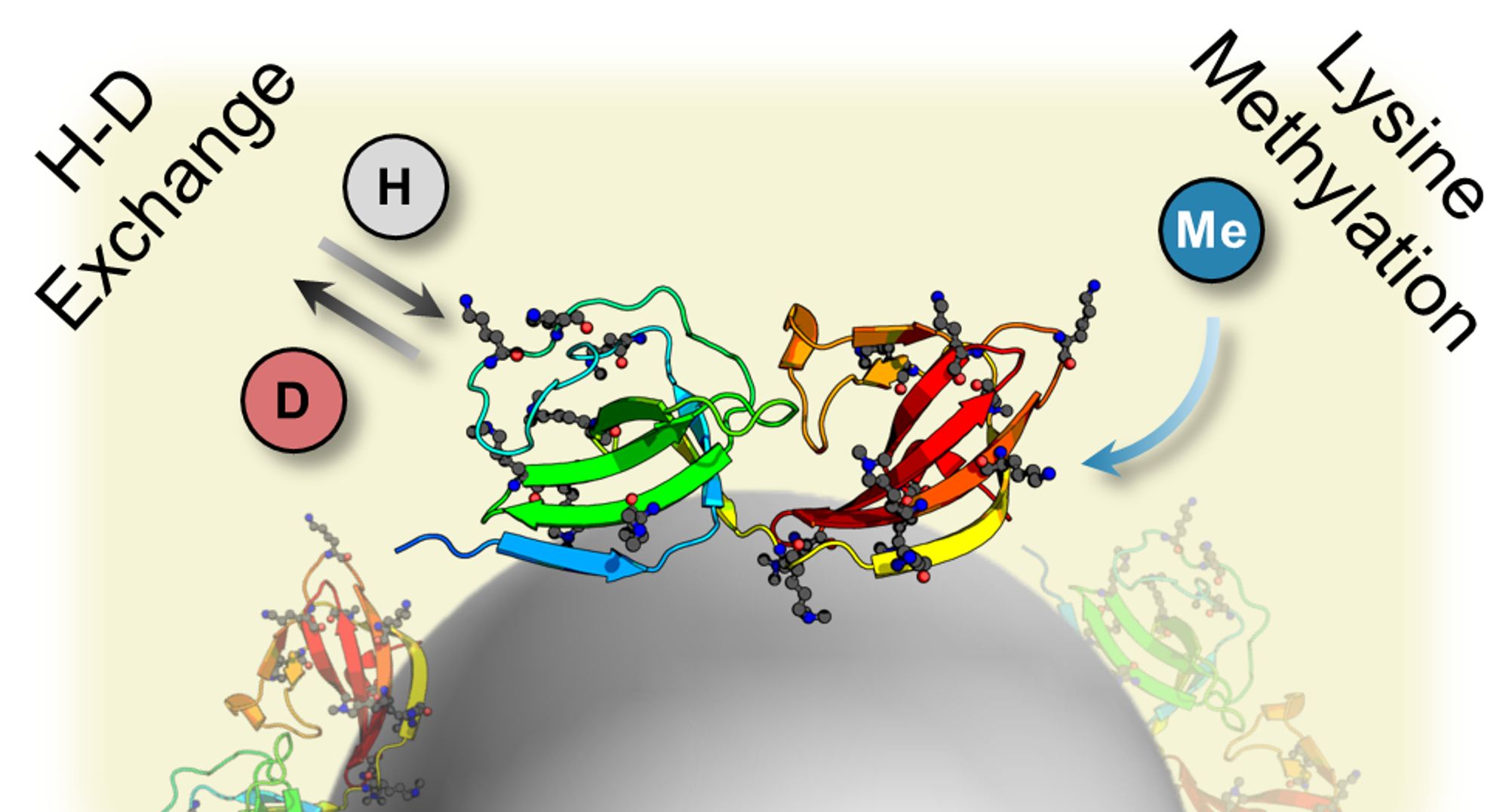 Scheme indicating the use of hydrogen-deuterium exchange and lysine methylation to probe protein structure on a polystyrene nanoparticle.