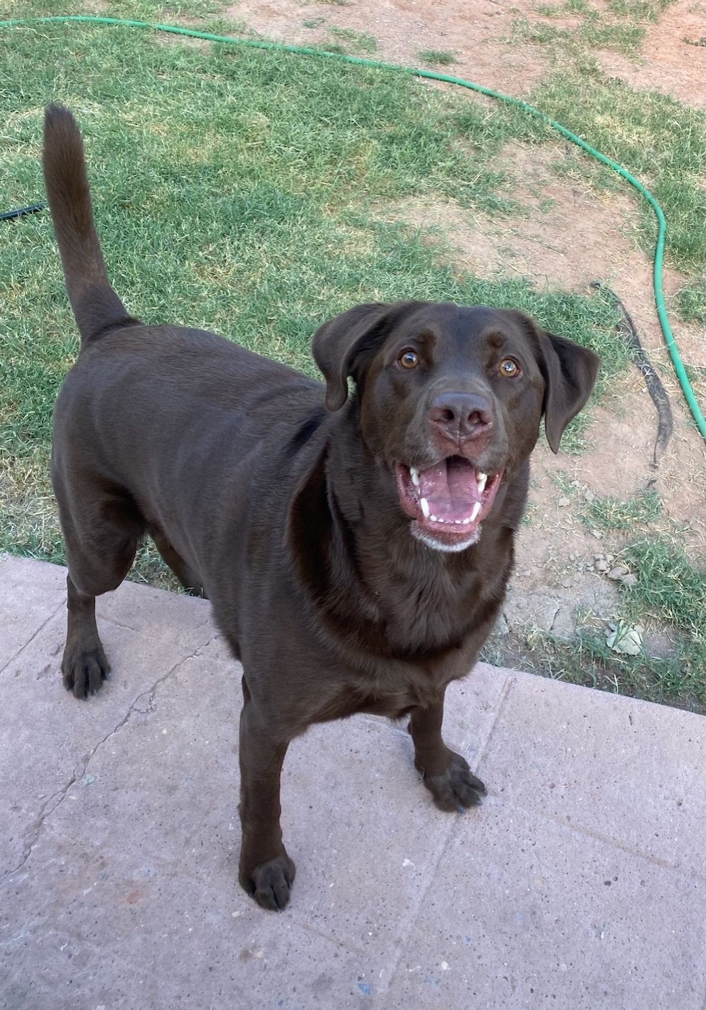 The smiling chocolate lab