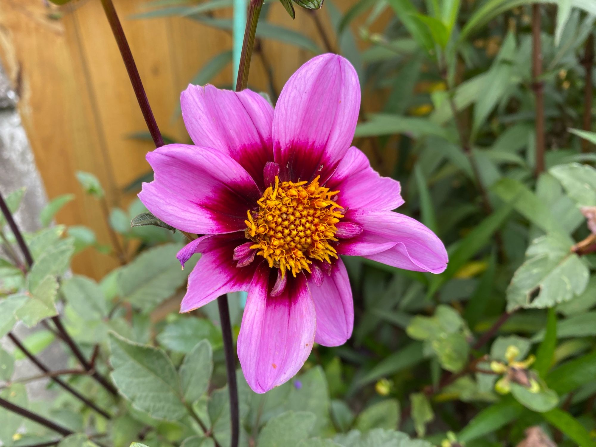 Bee-Happy dahlia, a bedraggled collarette with pink petals and a yellow center