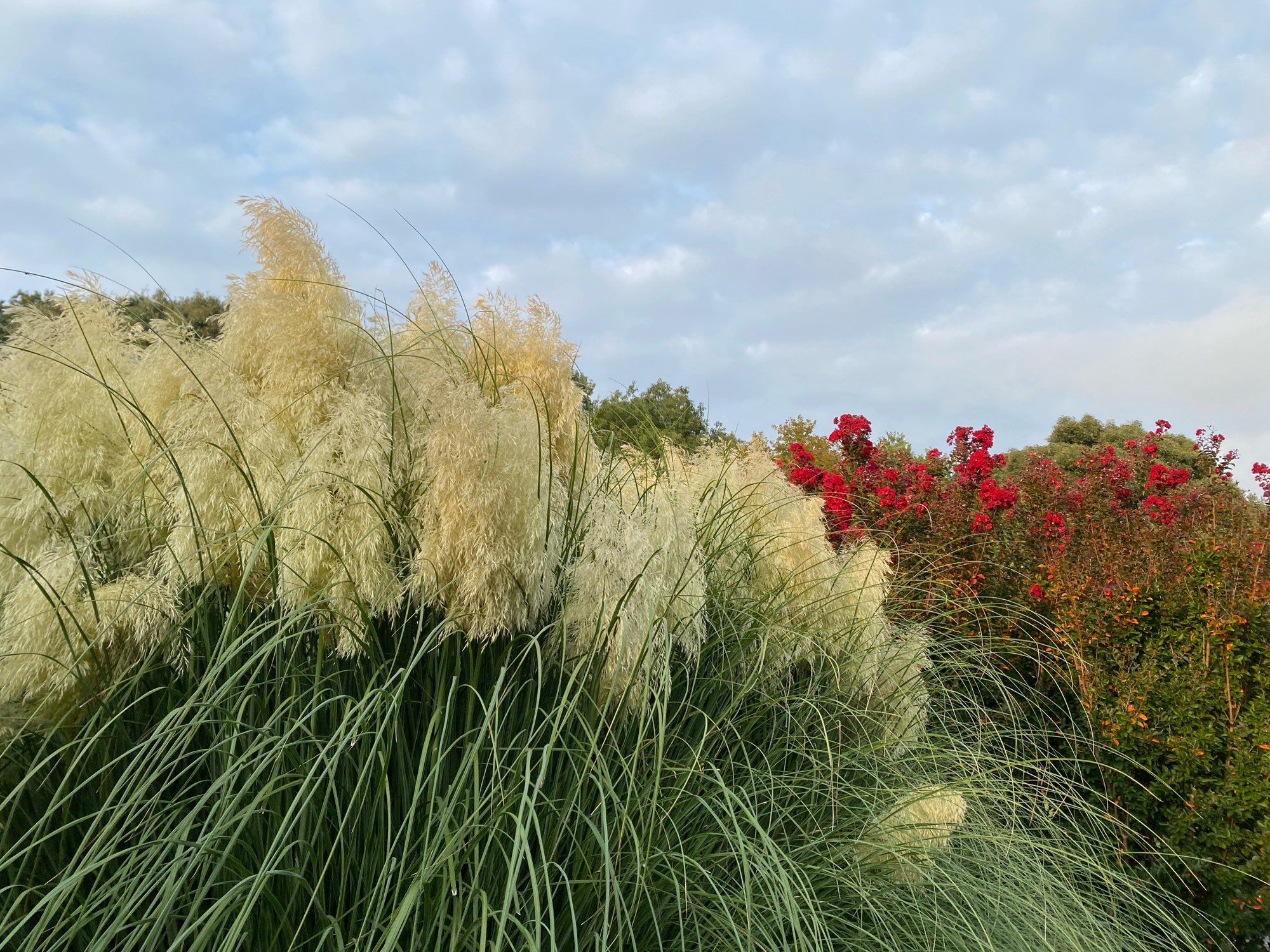 big fluffy ornamental grass, and red flowers on a small crapemyrtle