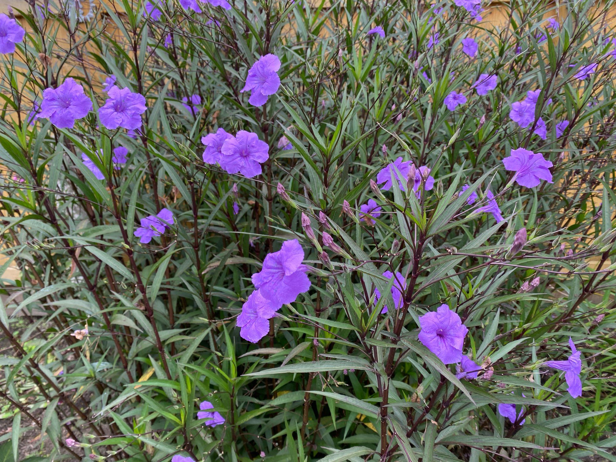 The purple flowers of ruellia, aka Mexican petunia.