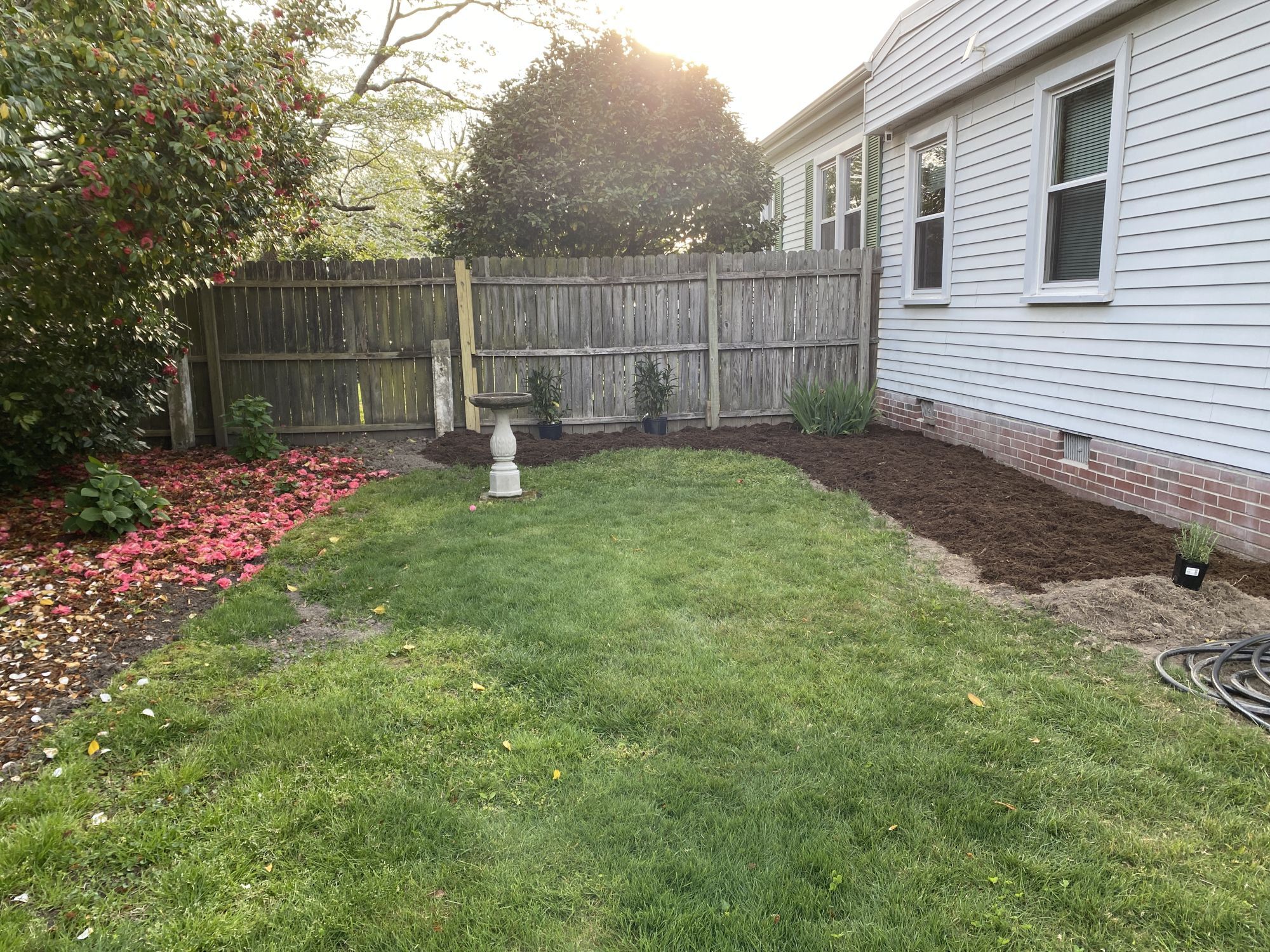 same garden, different angle, April 13, 2022. ruellia in pots by the fence.