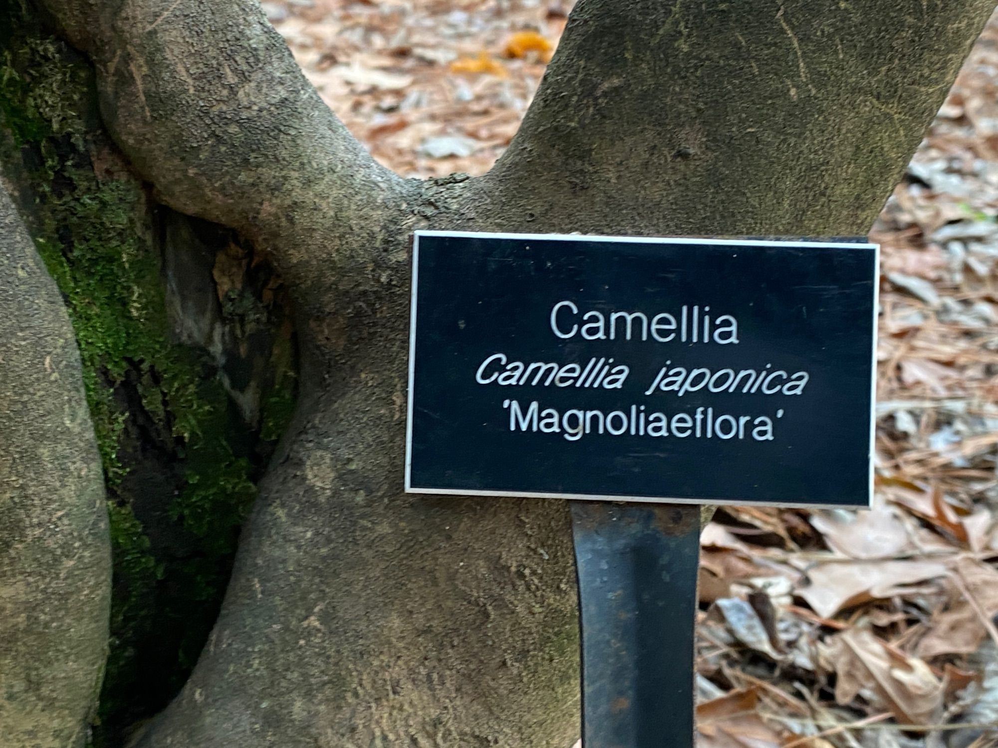 Magnoliaeflora camellia ID tag