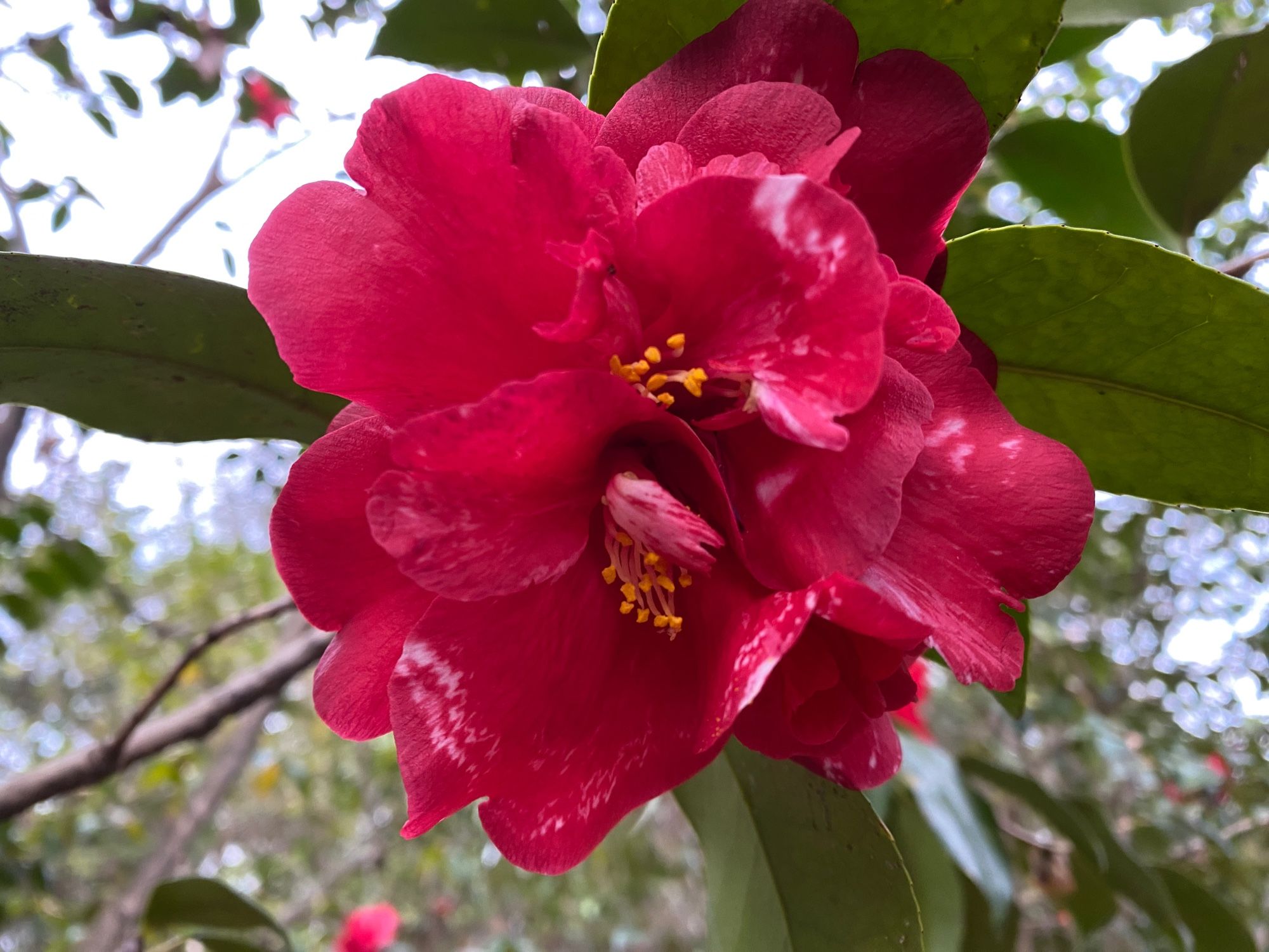 Eleanor of Fairoaks camellia. Mostly red-pink, just a hint of variegation