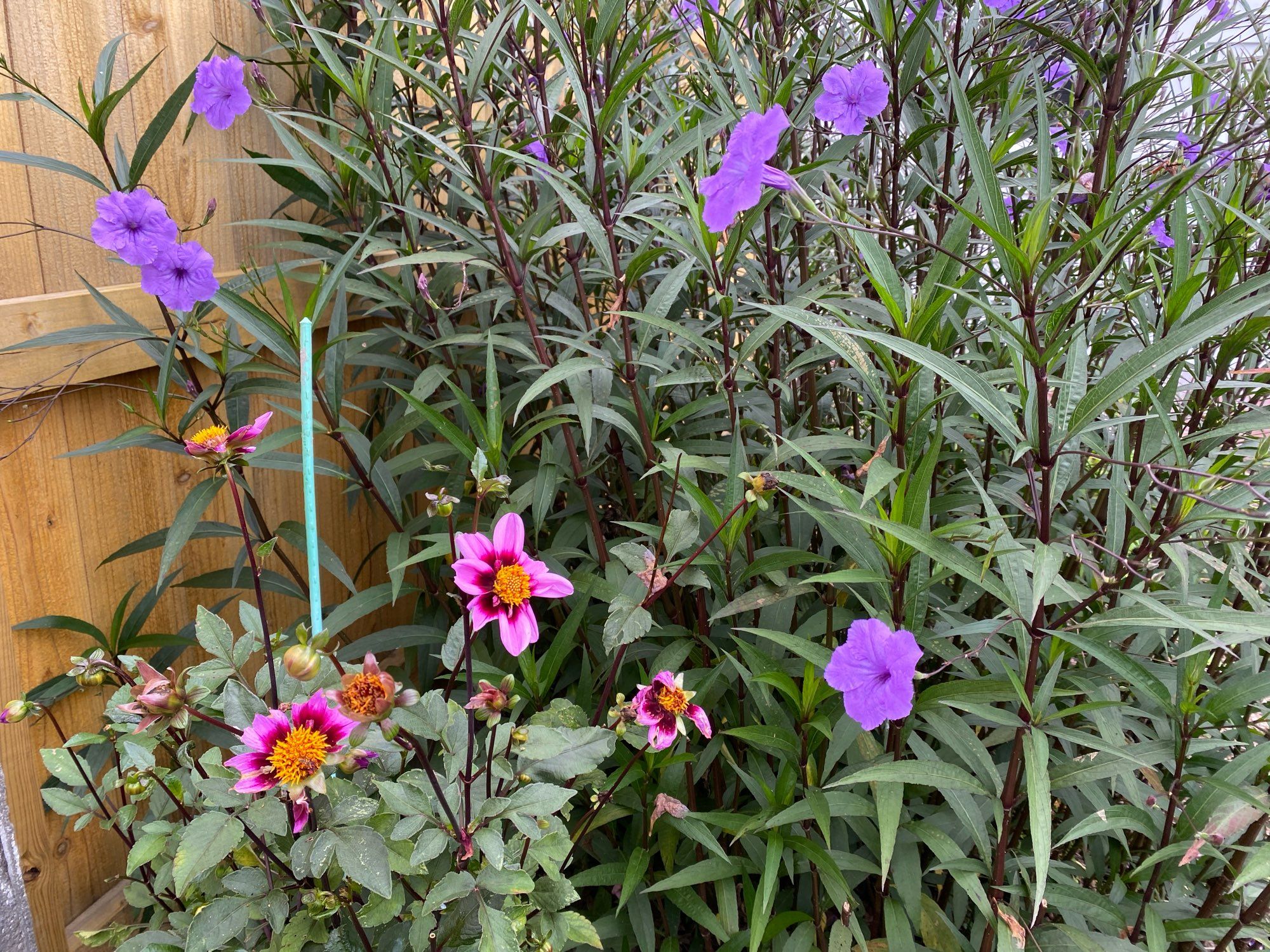 Bee-Happy dahlia and Purple Showers ruellia. I love the way these two look together, but the ruellia is starting to crowd it out