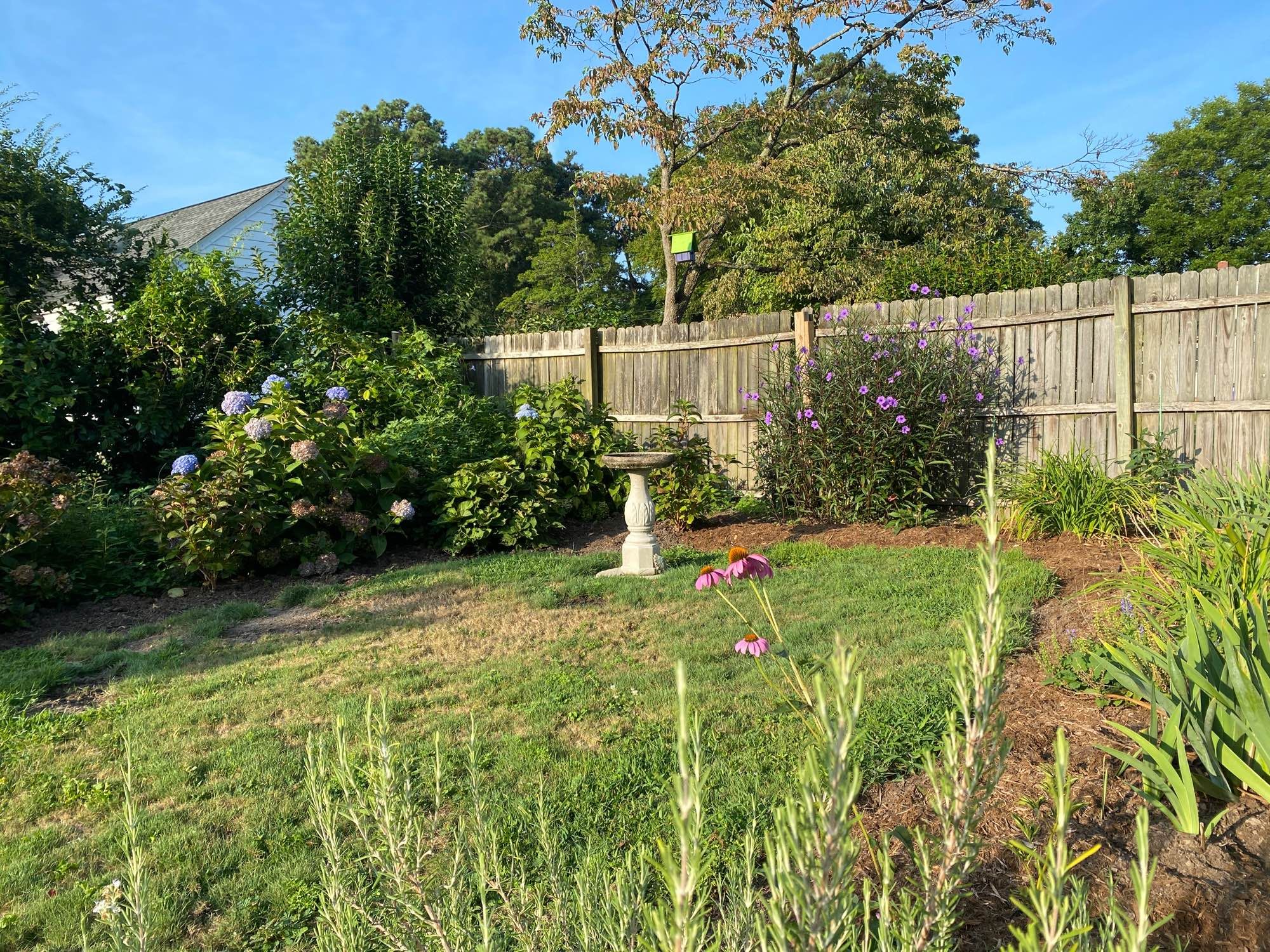 Cock-eyed photo of backyard garden