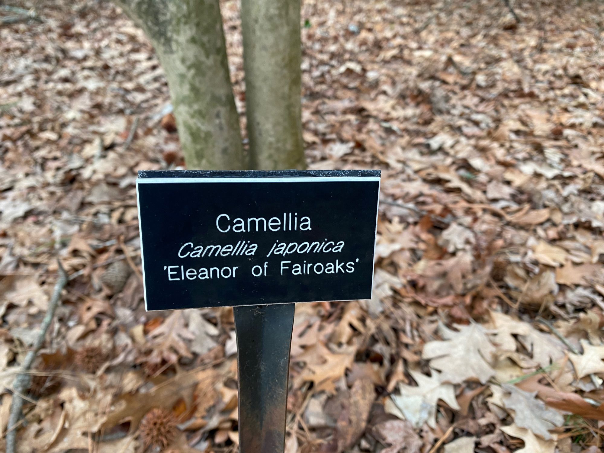 Eleanor of Fairoaks camellia ID tag