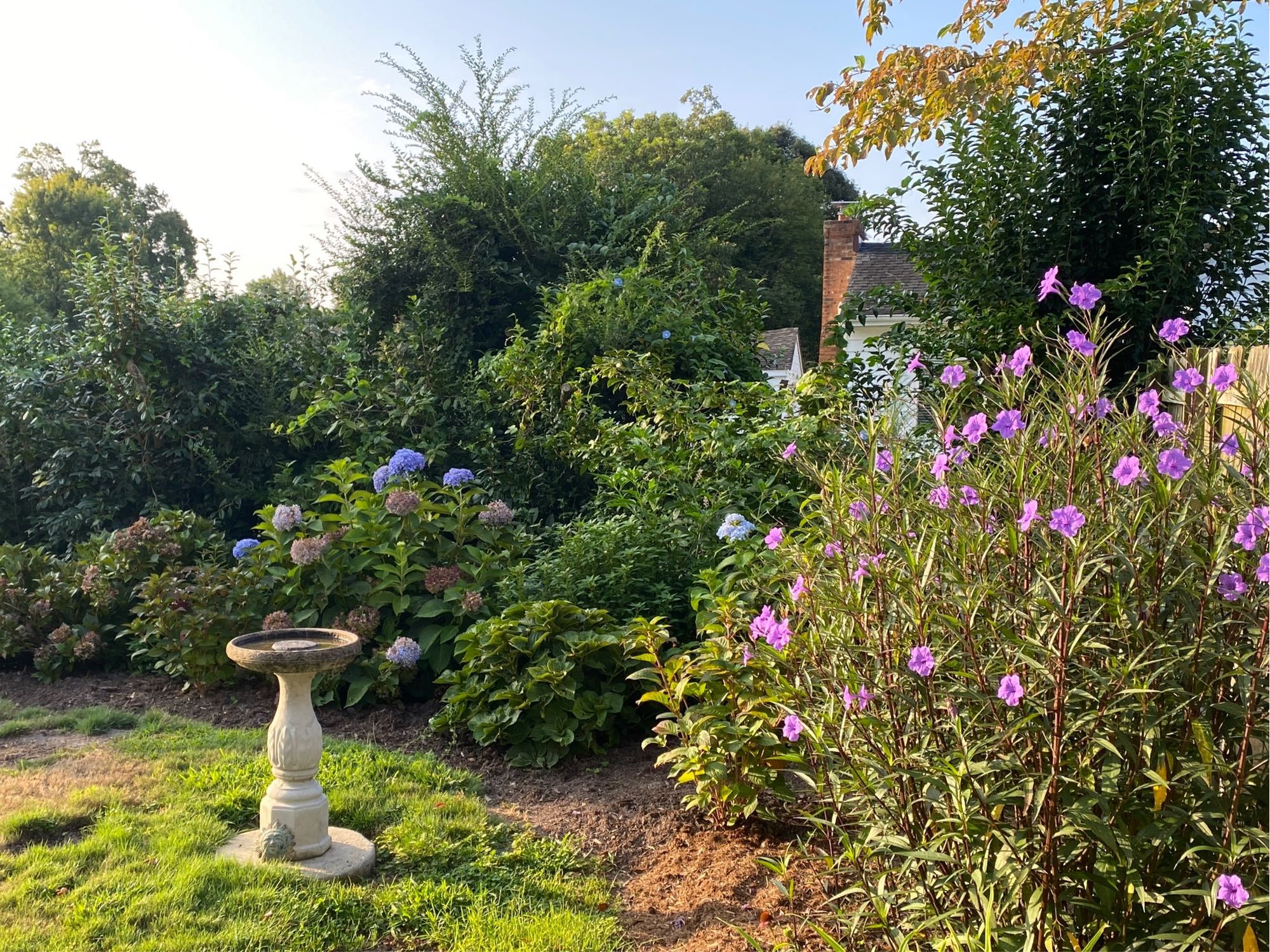 ruellia (the purple flowers in the right), hydrangea (the blue flowers in the distance), and birdbath