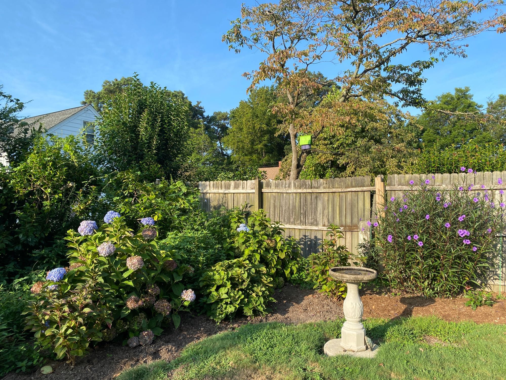 A corner of the backyard garden. Aging hydrangeas, ruellia, concrete birdbath, a colorful little birdhouse hung in a dogwood, a wooden fence, a blue sky, a house next door where my pupper friend Shore lives