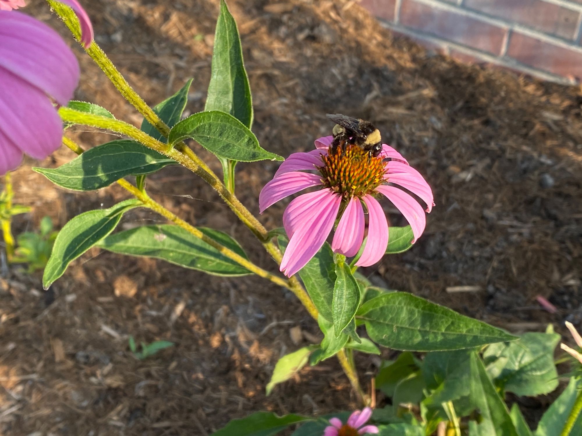 An early morning bee working echinacea